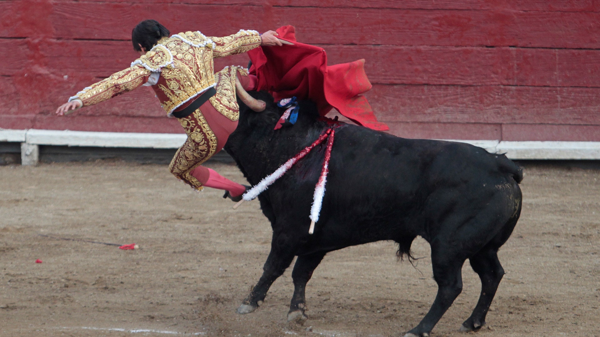Peruvian bullfighter Andres Roca Rey is gored by a bull during a bullfight at Peru's historic Plaza de Acho bullring in Lima.