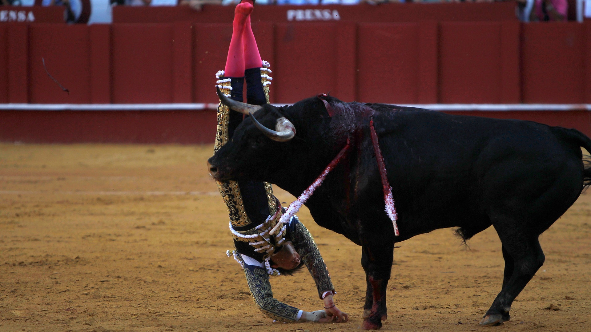 Peruvian bullfighter Andres Roca Rey is gored by a bull during a bullfight at the Malagueta bullring in Malaga, southern Spain.