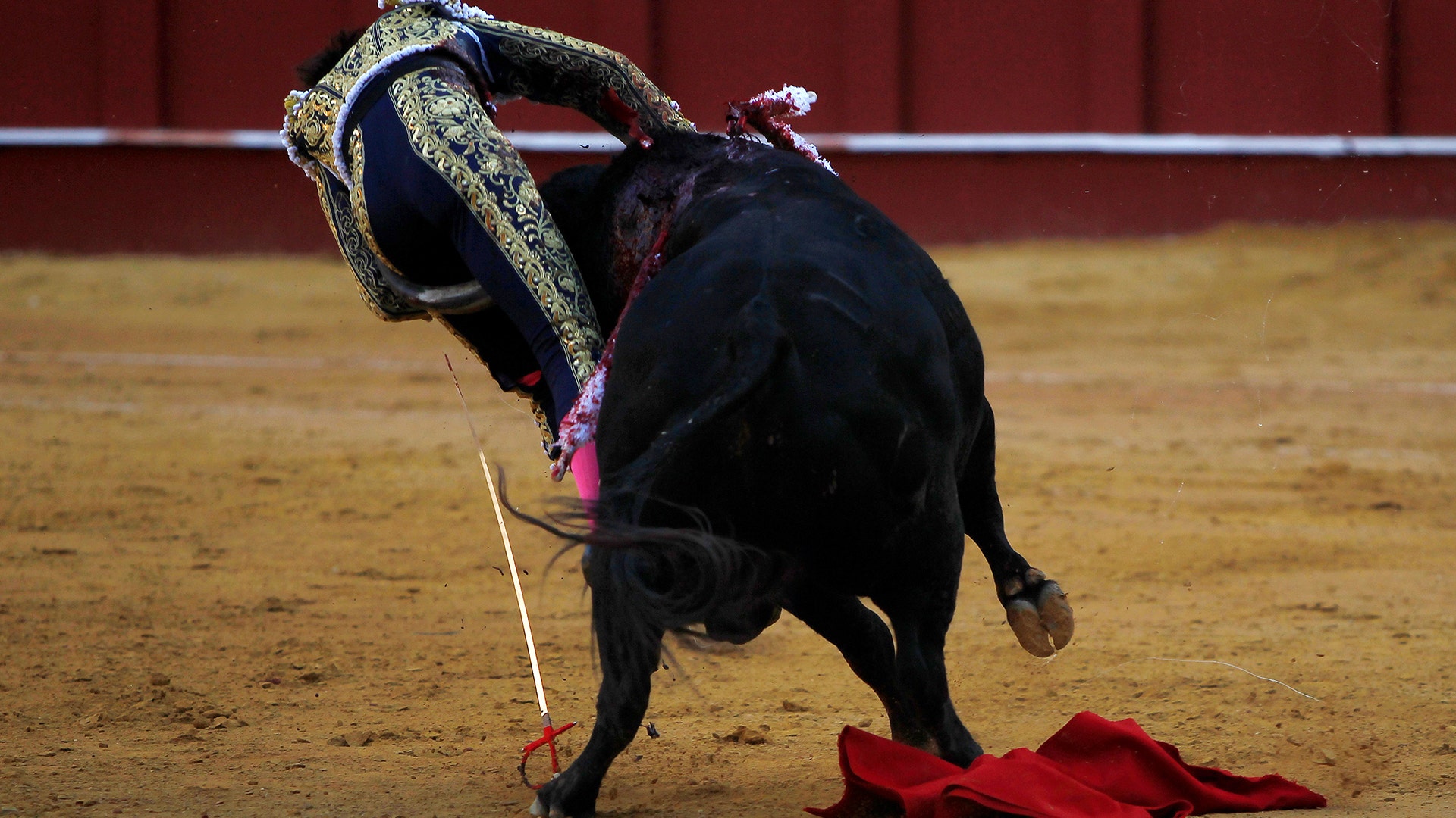 Peruvian bullfighter Andres Roca Rey is gored by a bull during a bullfight at the Malagueta bullring in Malaga, southern Spain.