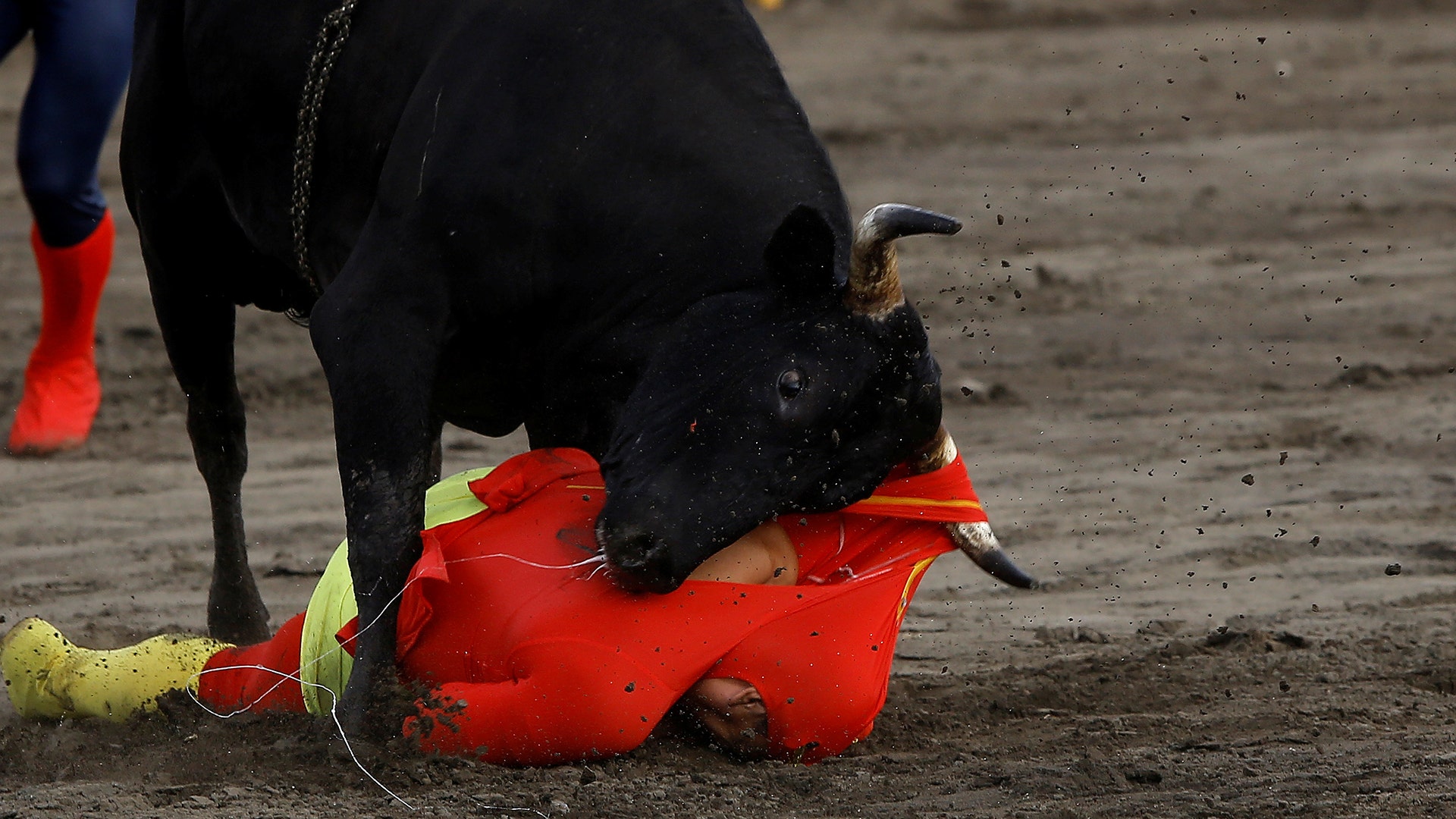 A participant is gored by a bull during a traditional bullfighting festival called 