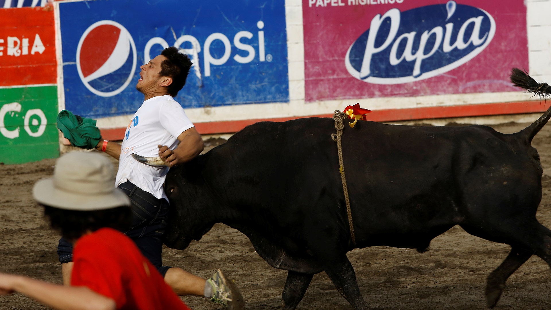 A participant is gored by a bull during a traditional bullfighting festival called 