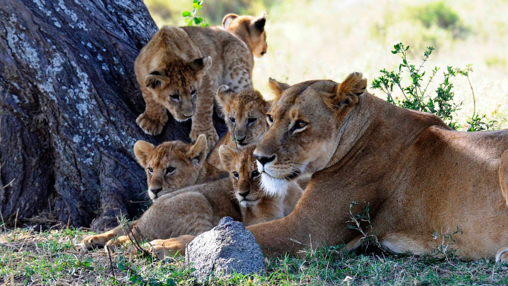 Serengeti National Park, Tanzania