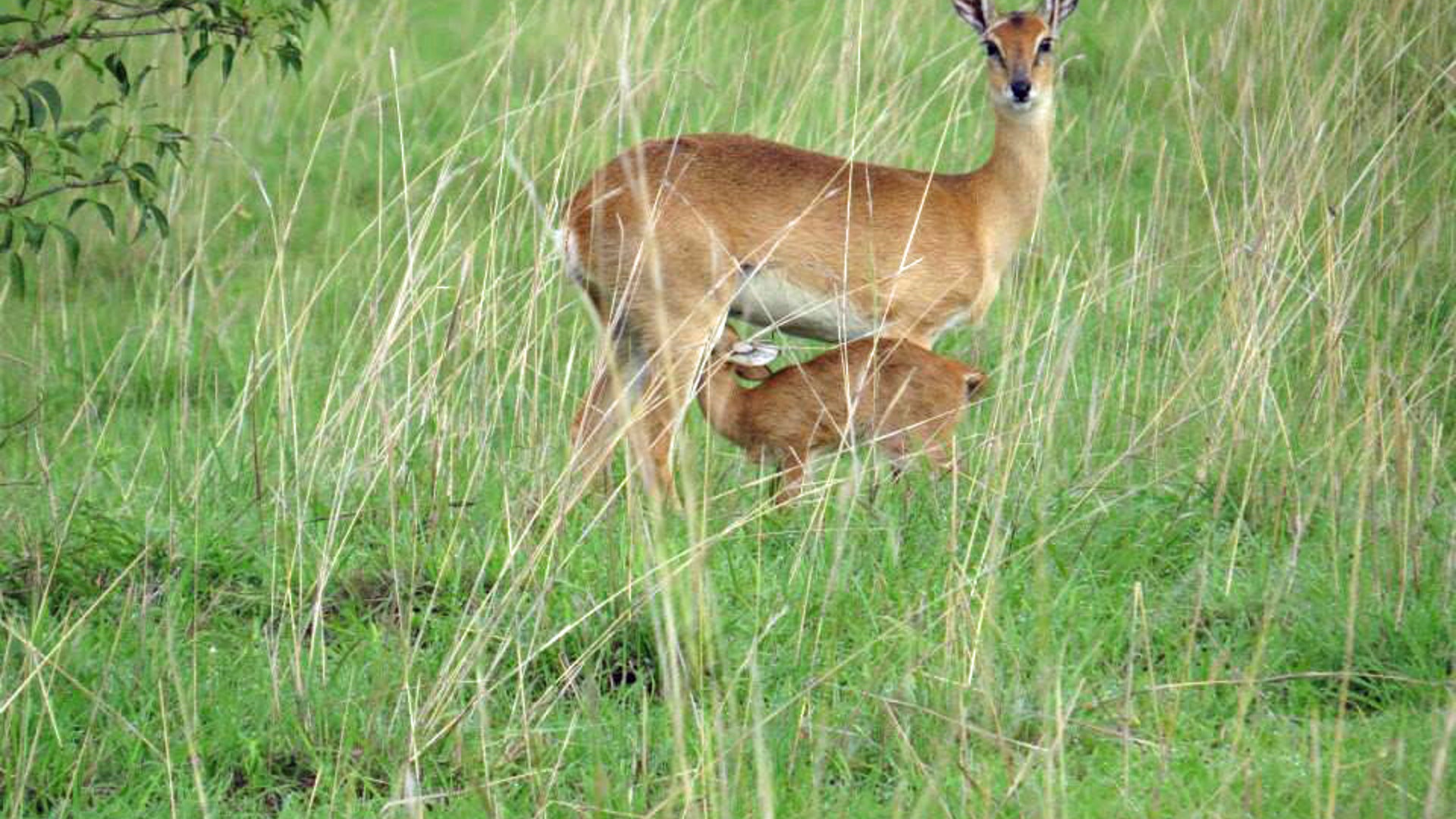 The Shy Oribi