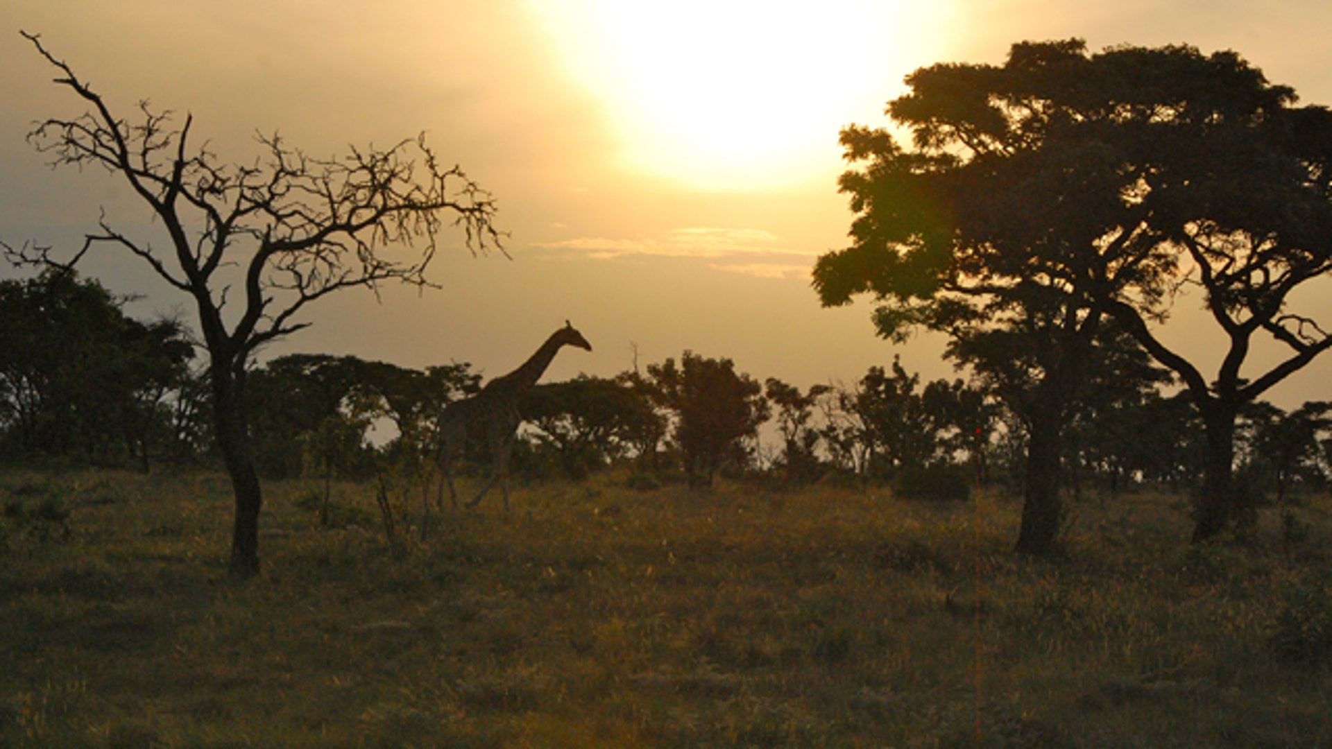 safari_giraffe_sunseta