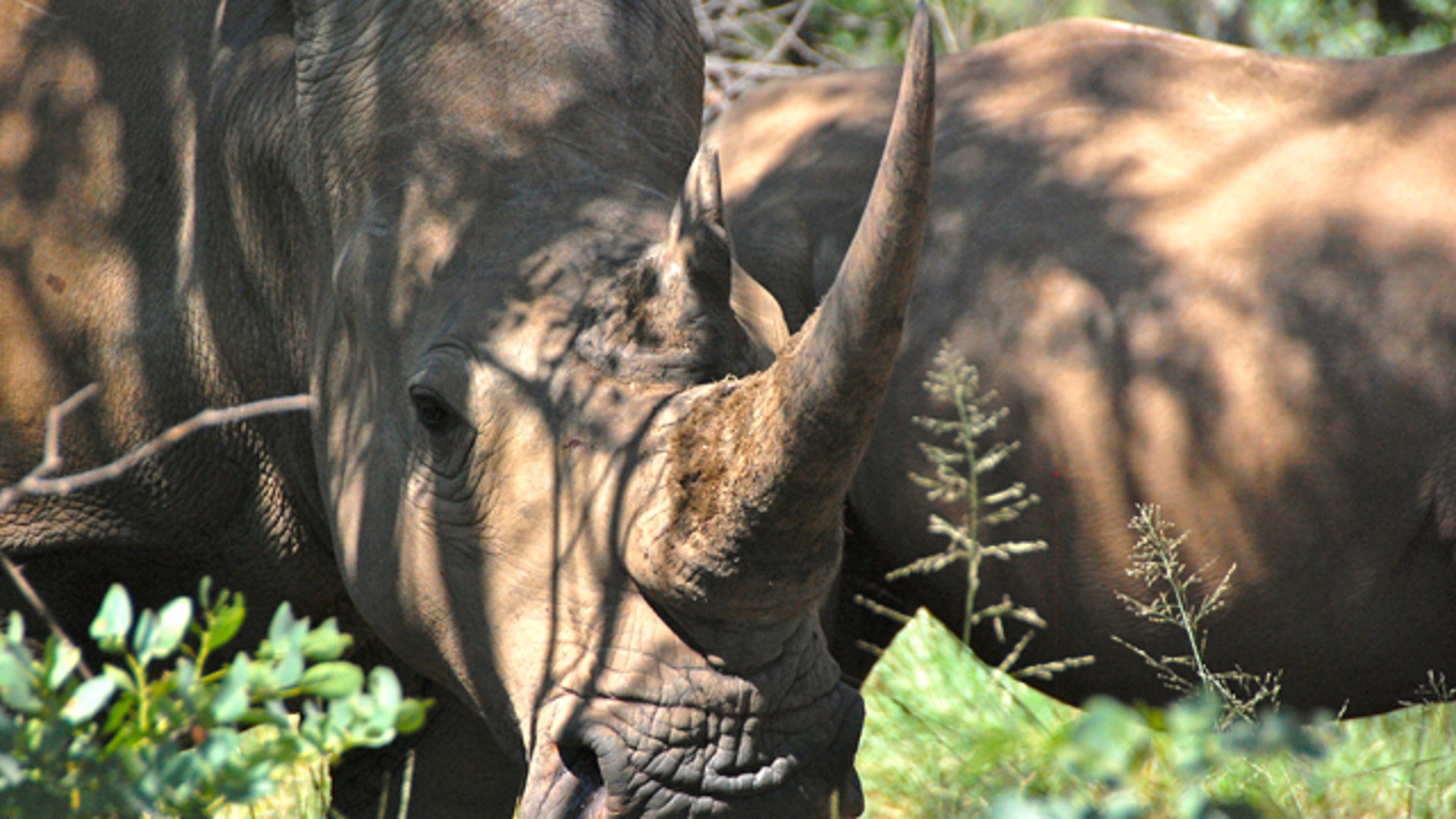 safari_rhino_closeupa