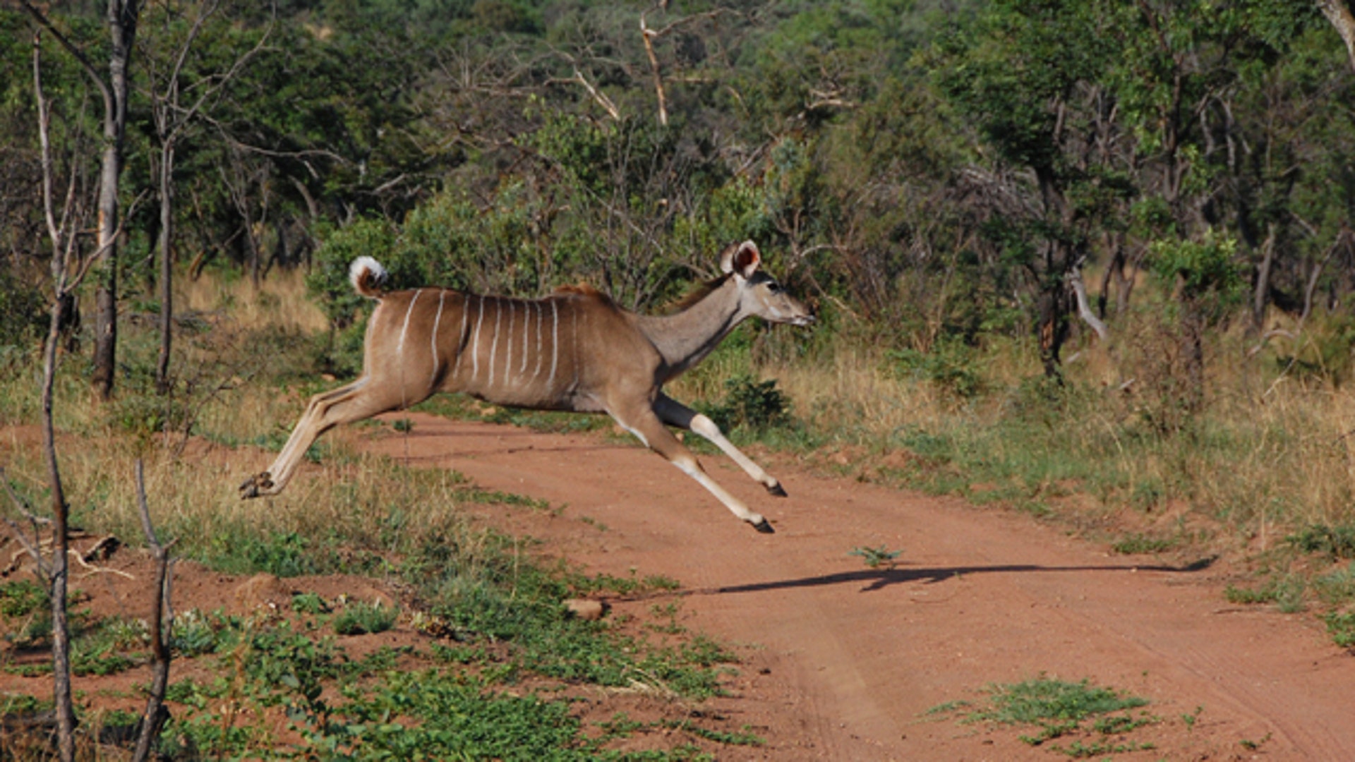 safari_stiped_side_kudoa