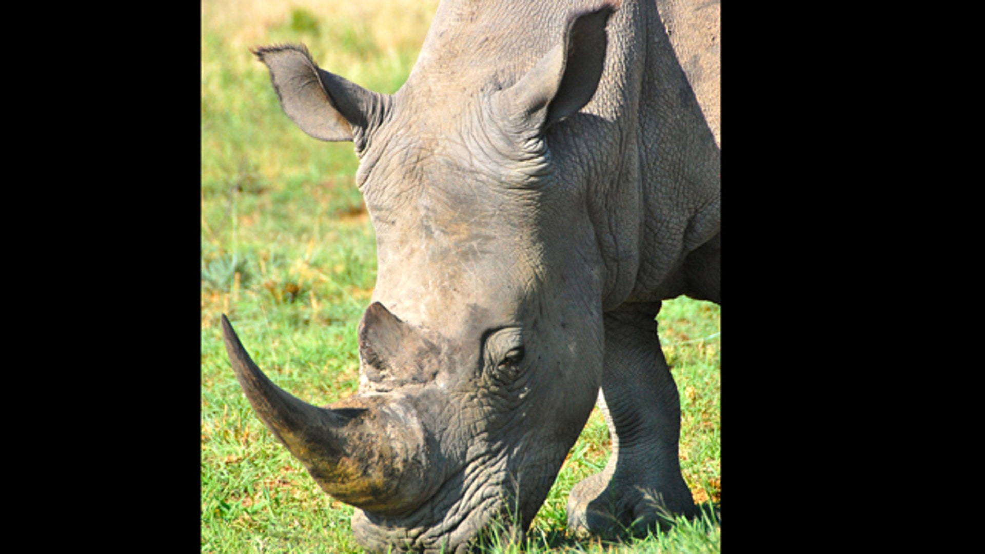 safari_white_rhino_nosea