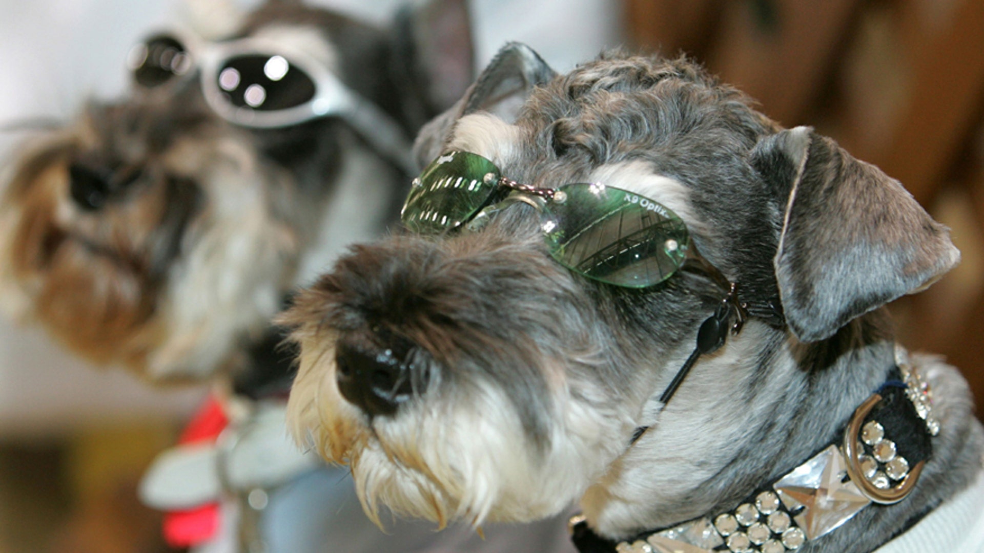 Miniature schnauzers