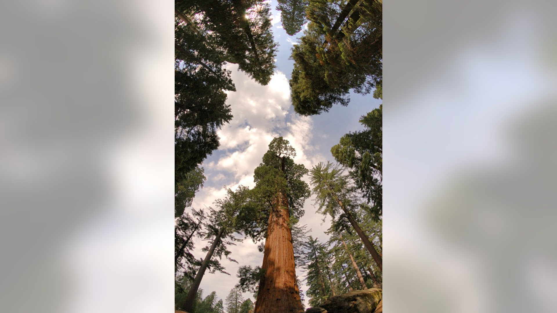 sequoia_sequoia