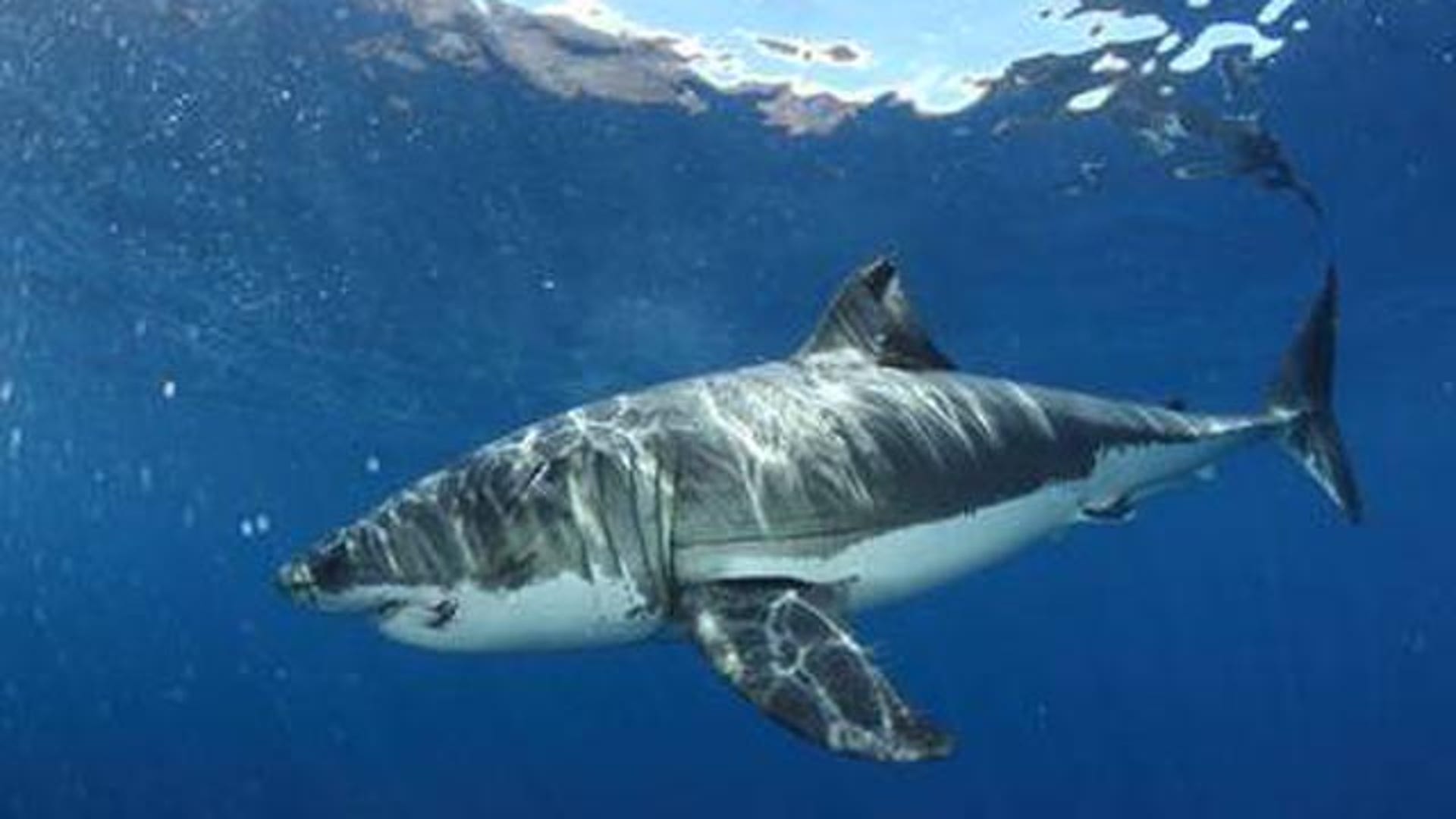 How well do you know your sharks? | Fox News