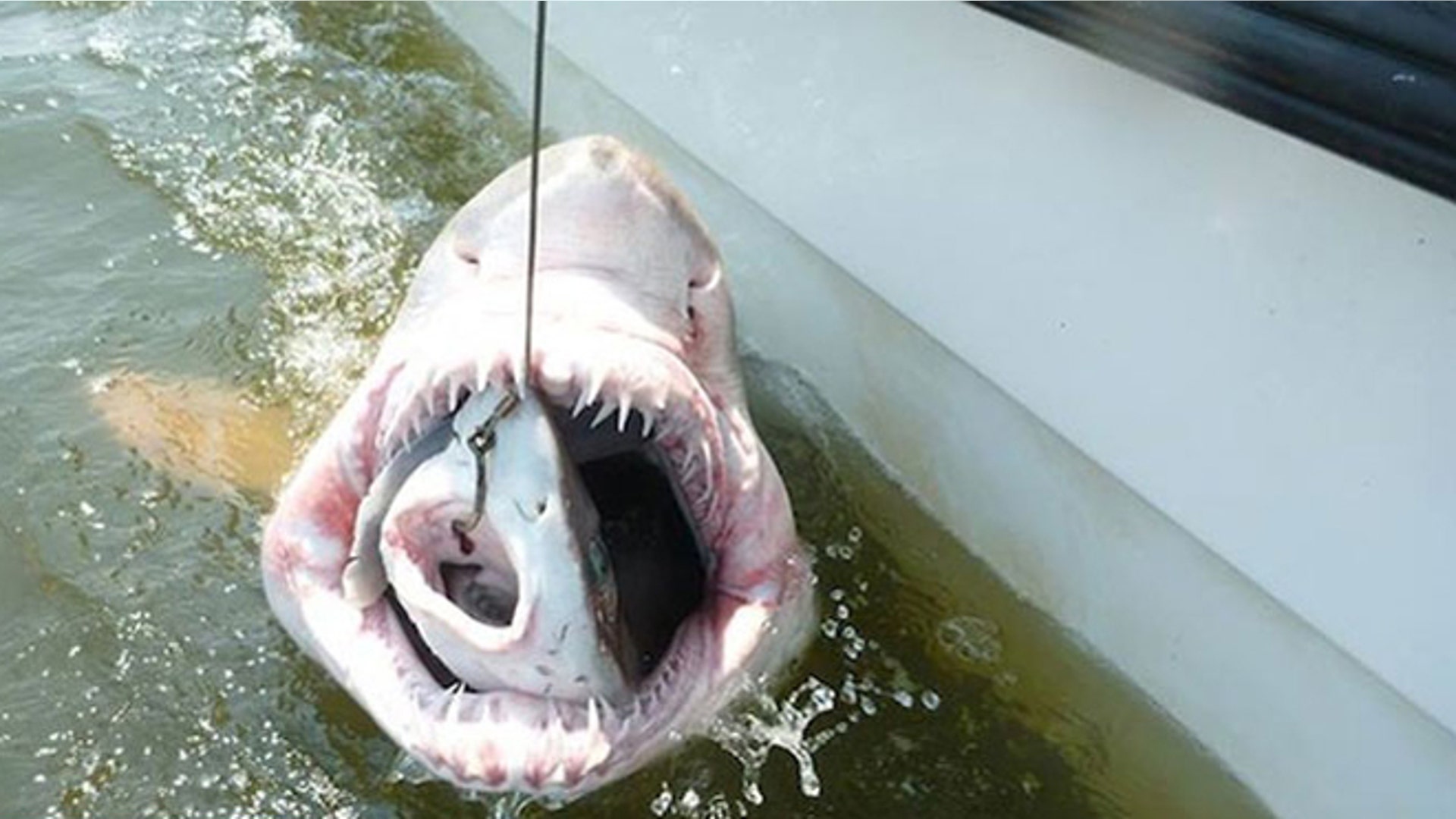 <b>San tiger shark vs. Dogfish shark vs. Bait fish</b>