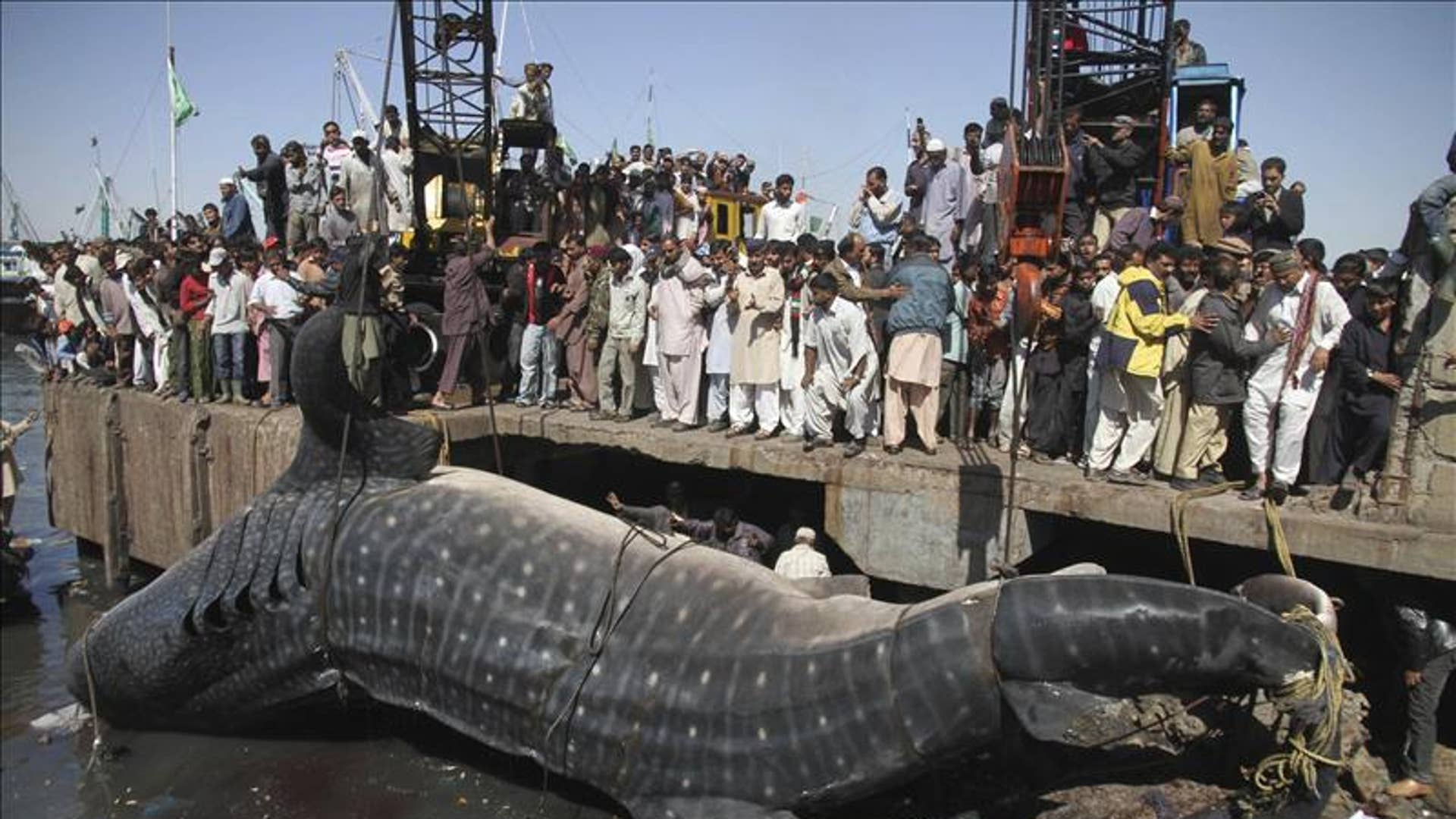 Самая большая китовая акула выловленная