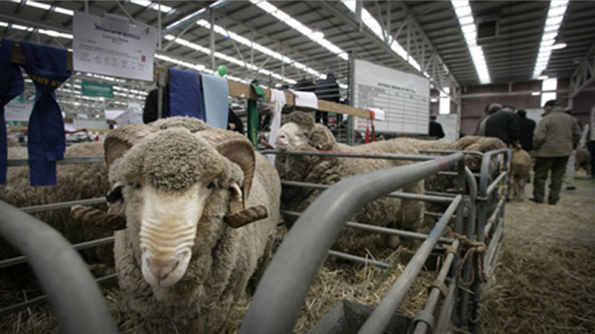sheep_judging_20