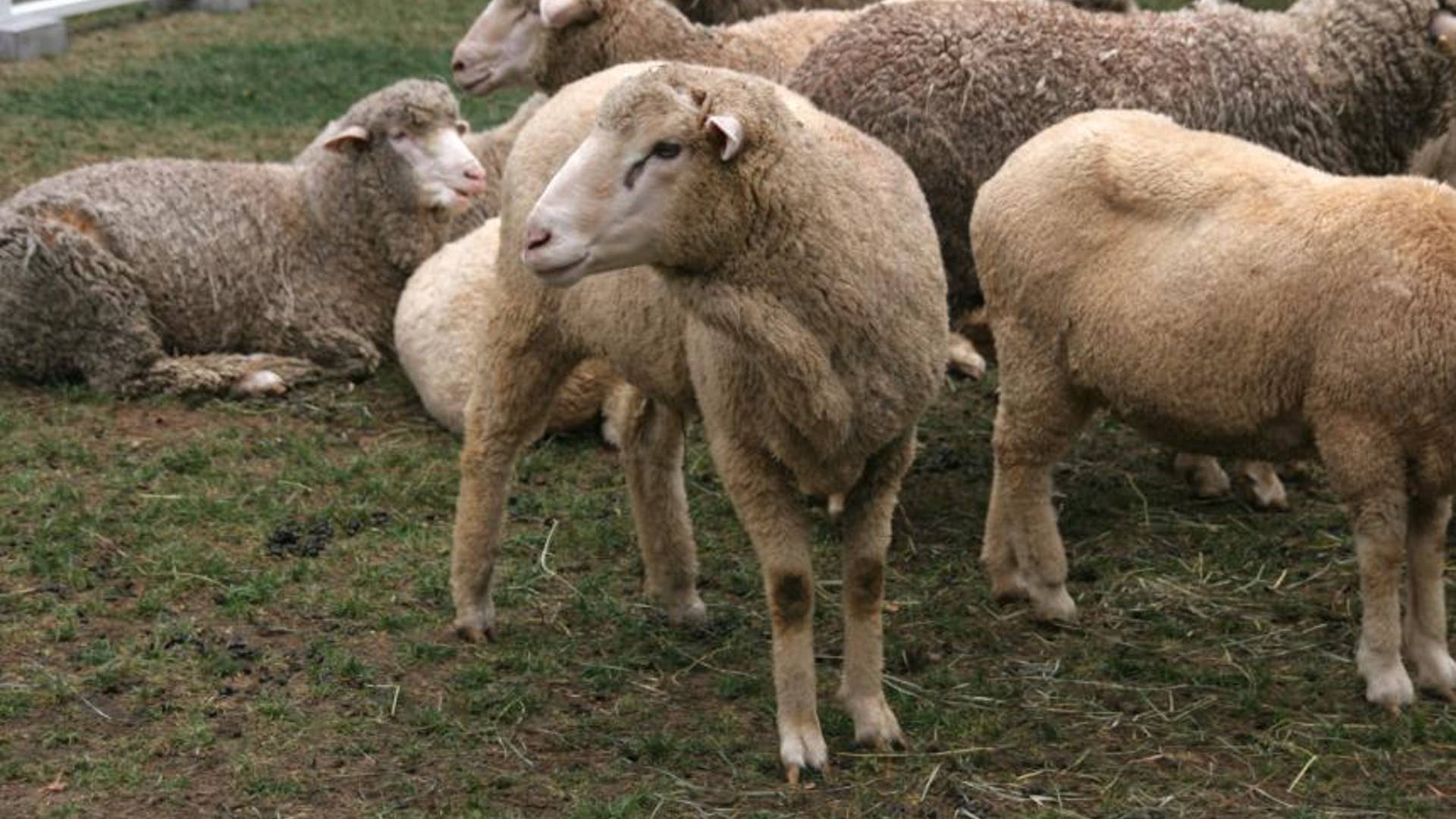 Sheep Grow a New fleece every year