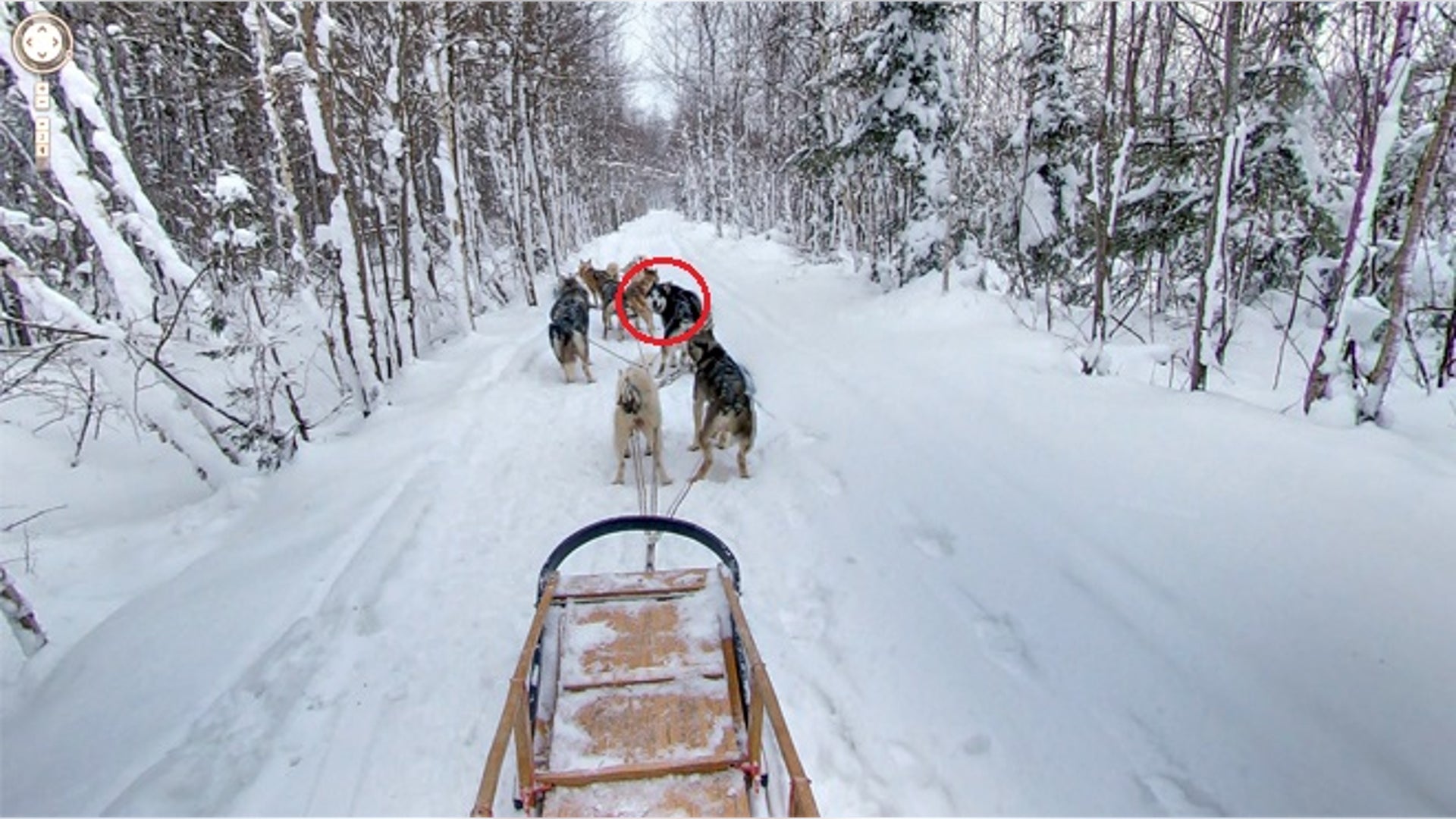 Sled Dog Photobomb