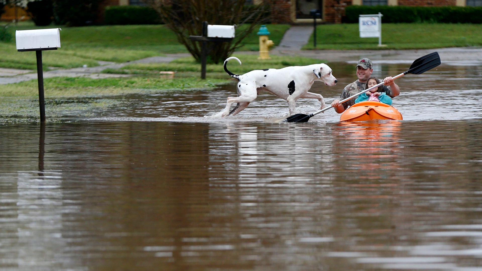 Dog, paddle