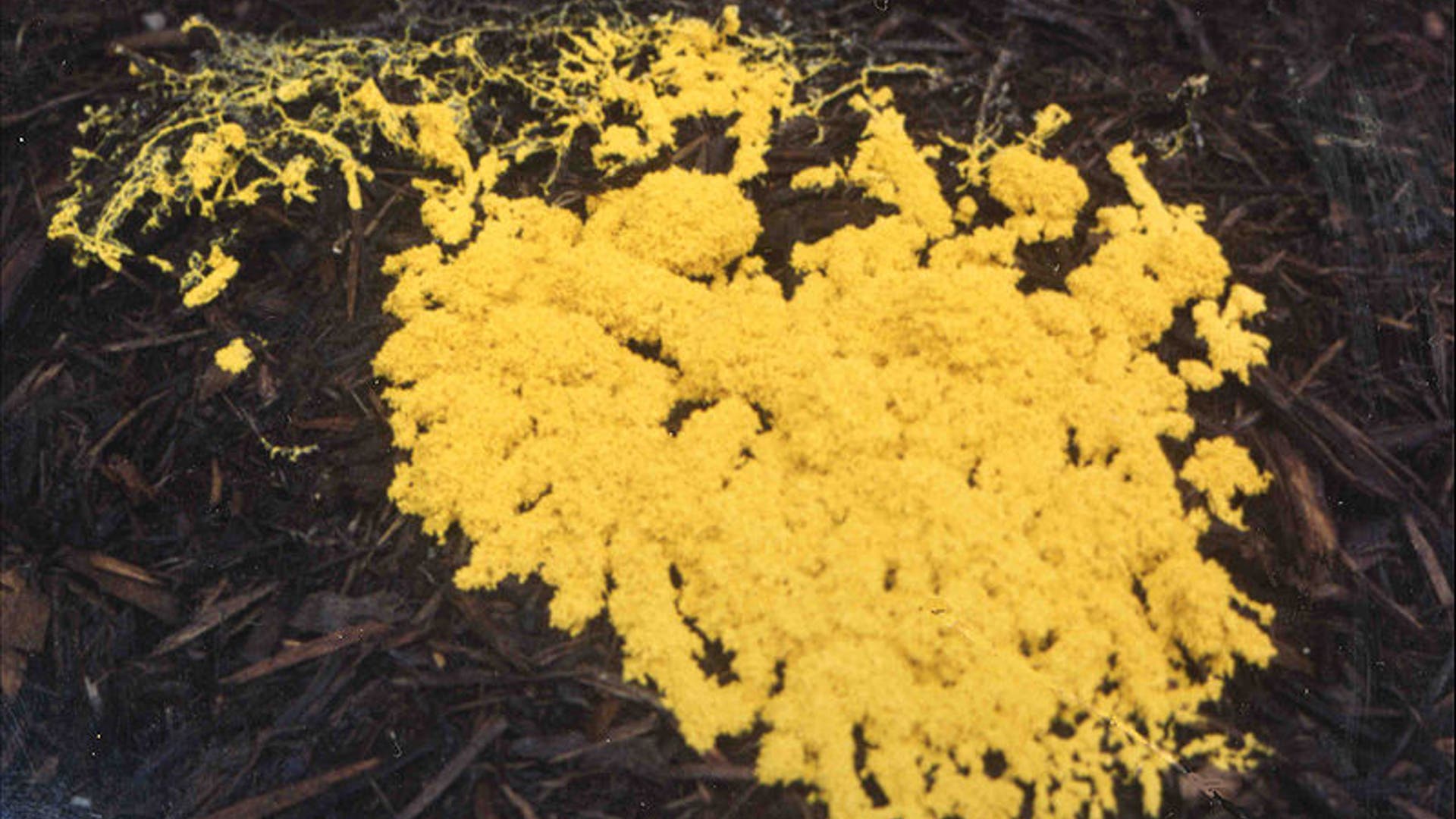Transportation Planning Prize 2010: Slime Mold