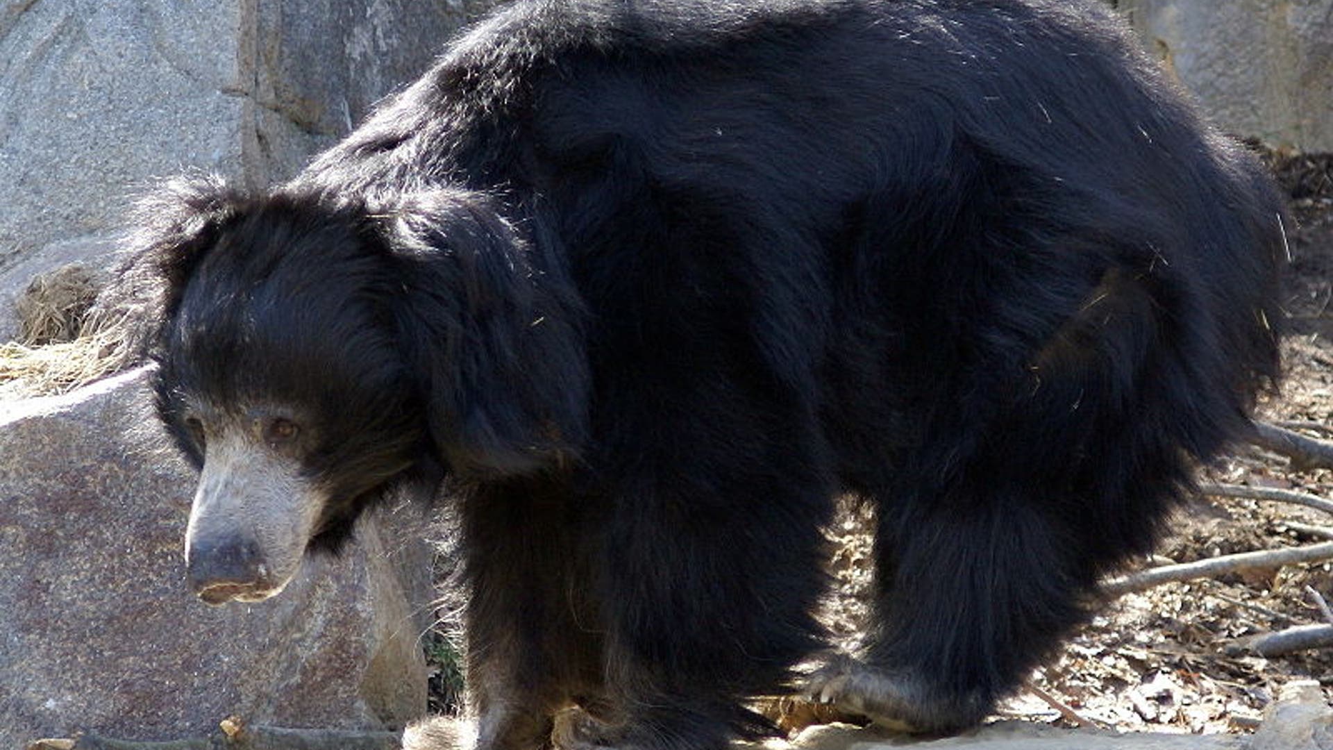 Sloth Bear