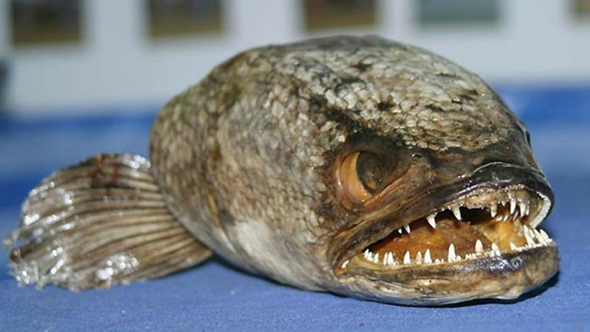 Scary fish. Самое страшное существо.