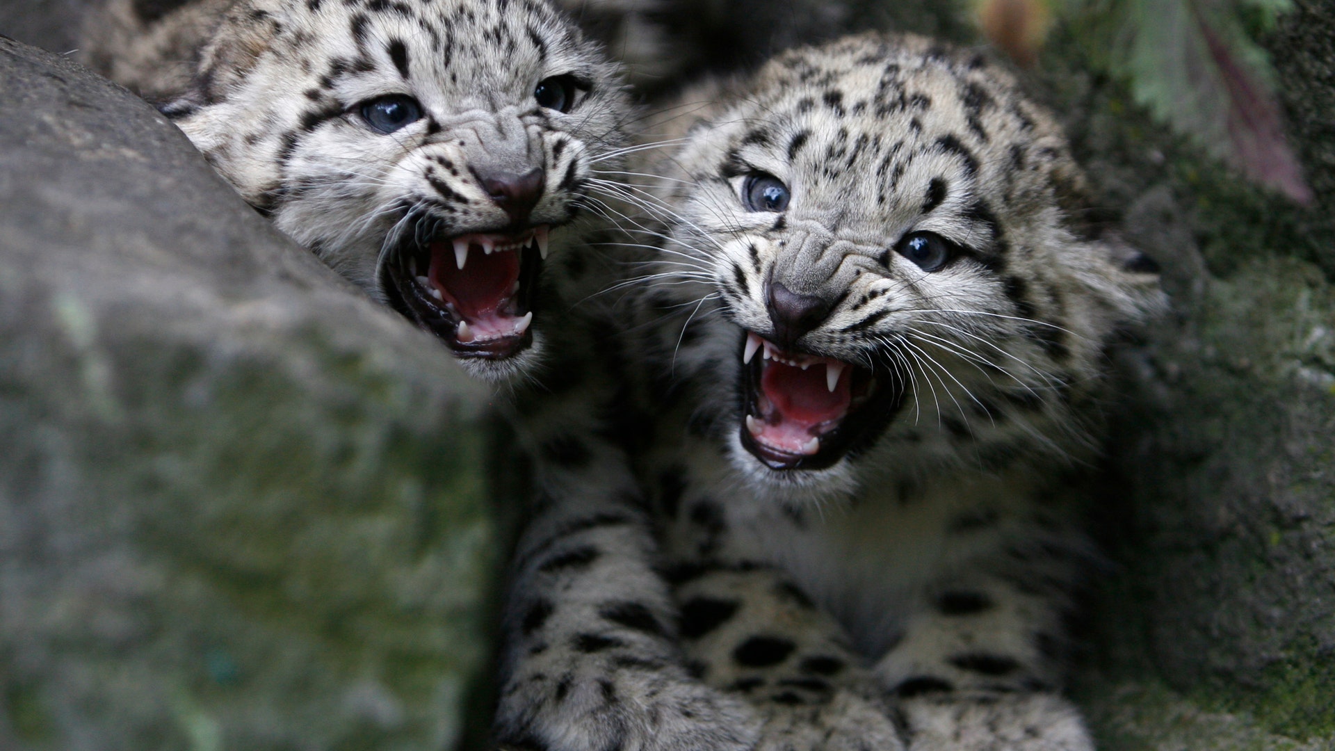 snowleopards