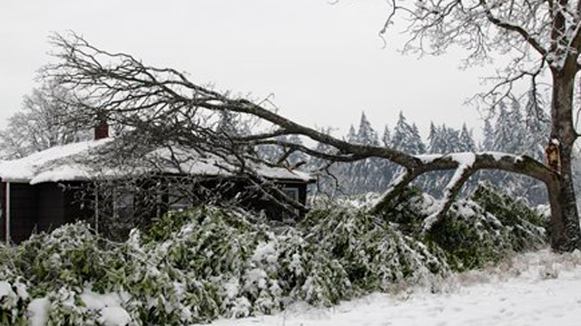 snowstormnw4
