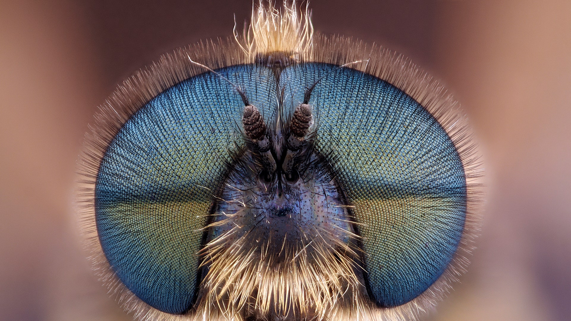 Глаза у мухи под микроскопом фото