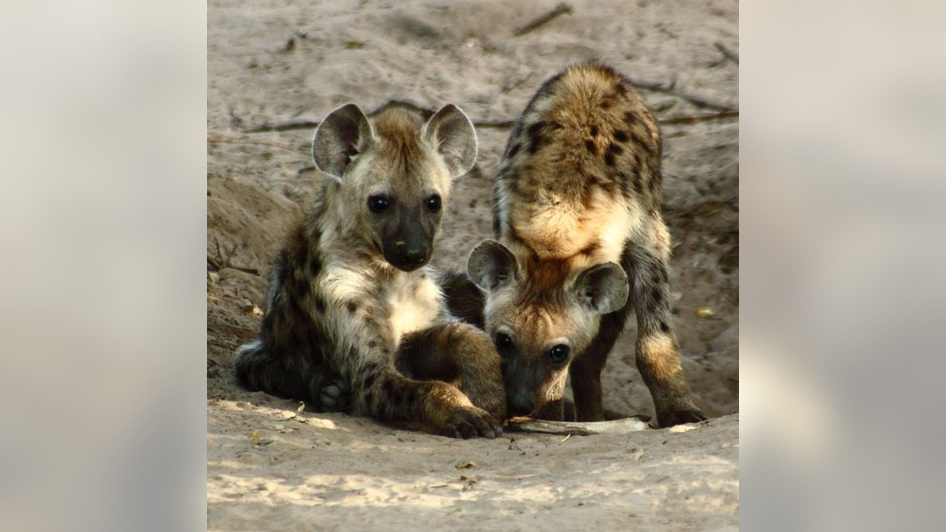 Spotted Hyena