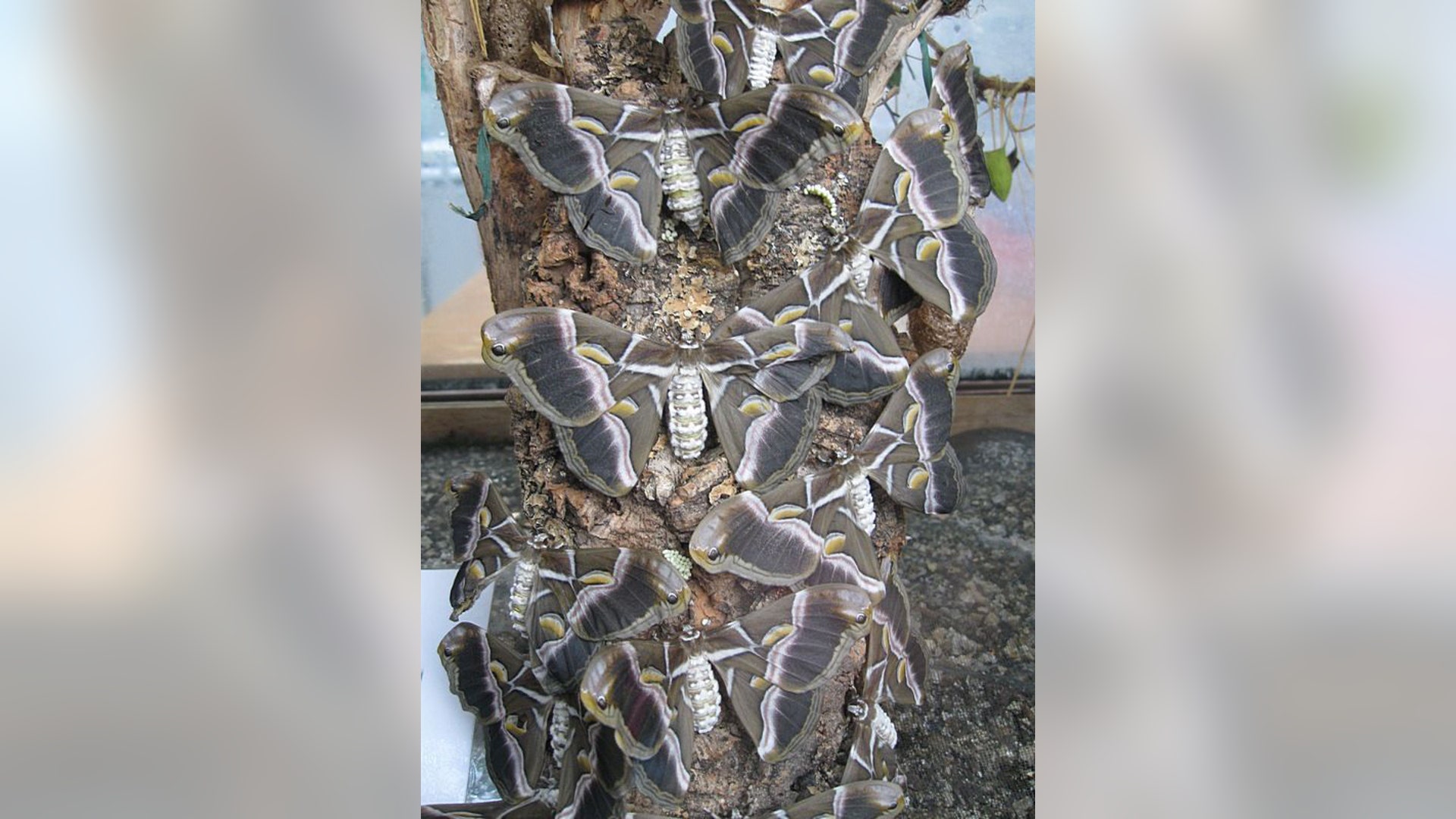 Spread Your Wings by Fabien Puttkammer - Highly Commended (Junior)