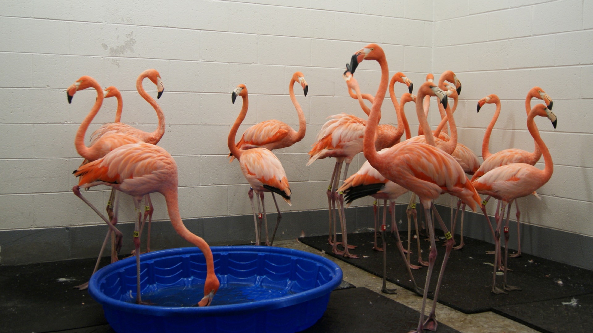 Flamingos are sheltered from Hurricane Florence at Riverbanks Zoo and Garden in Columbia, South Carolina, Thursday