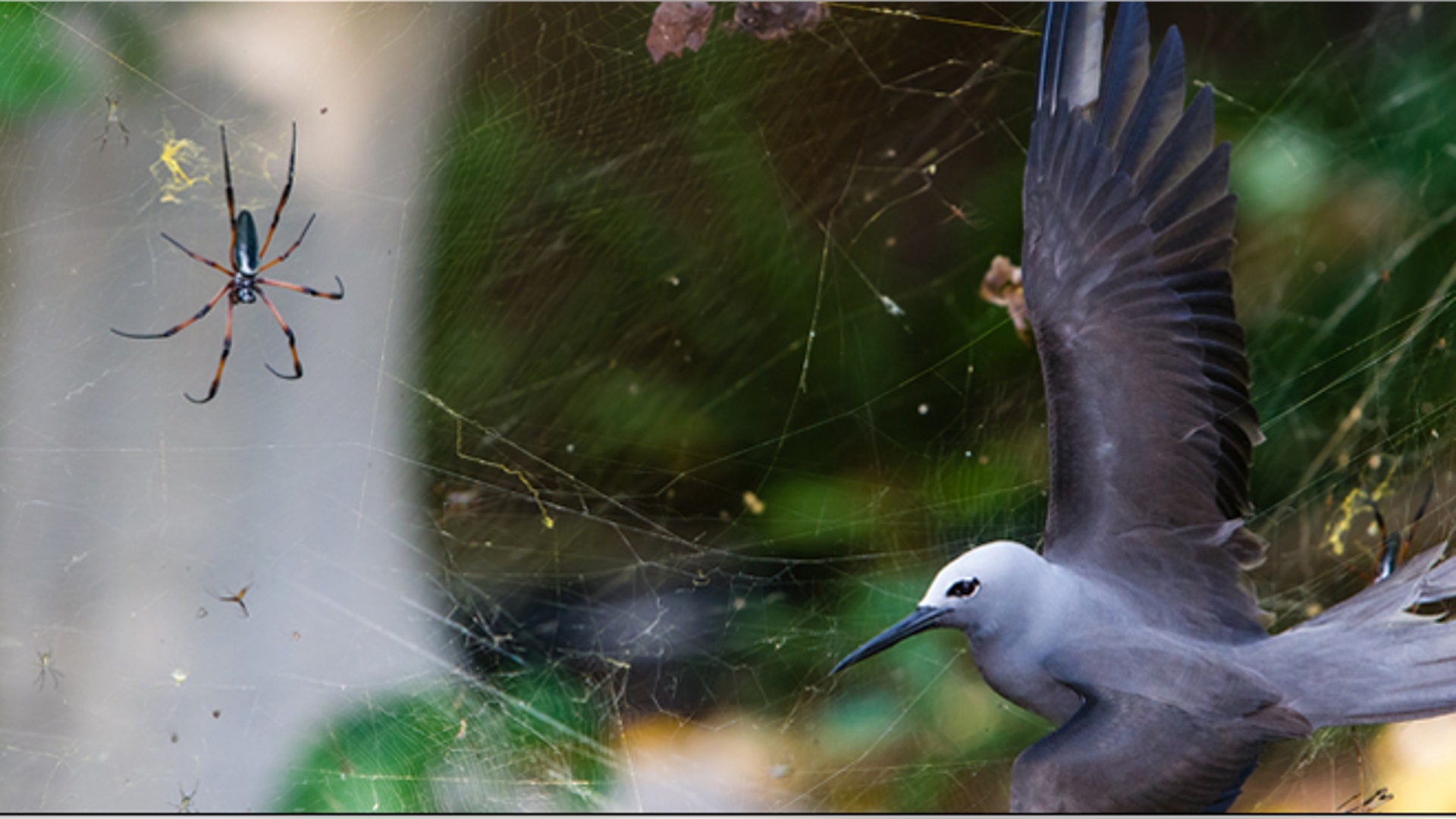 <b>Winner: Behavior: Birds</b>