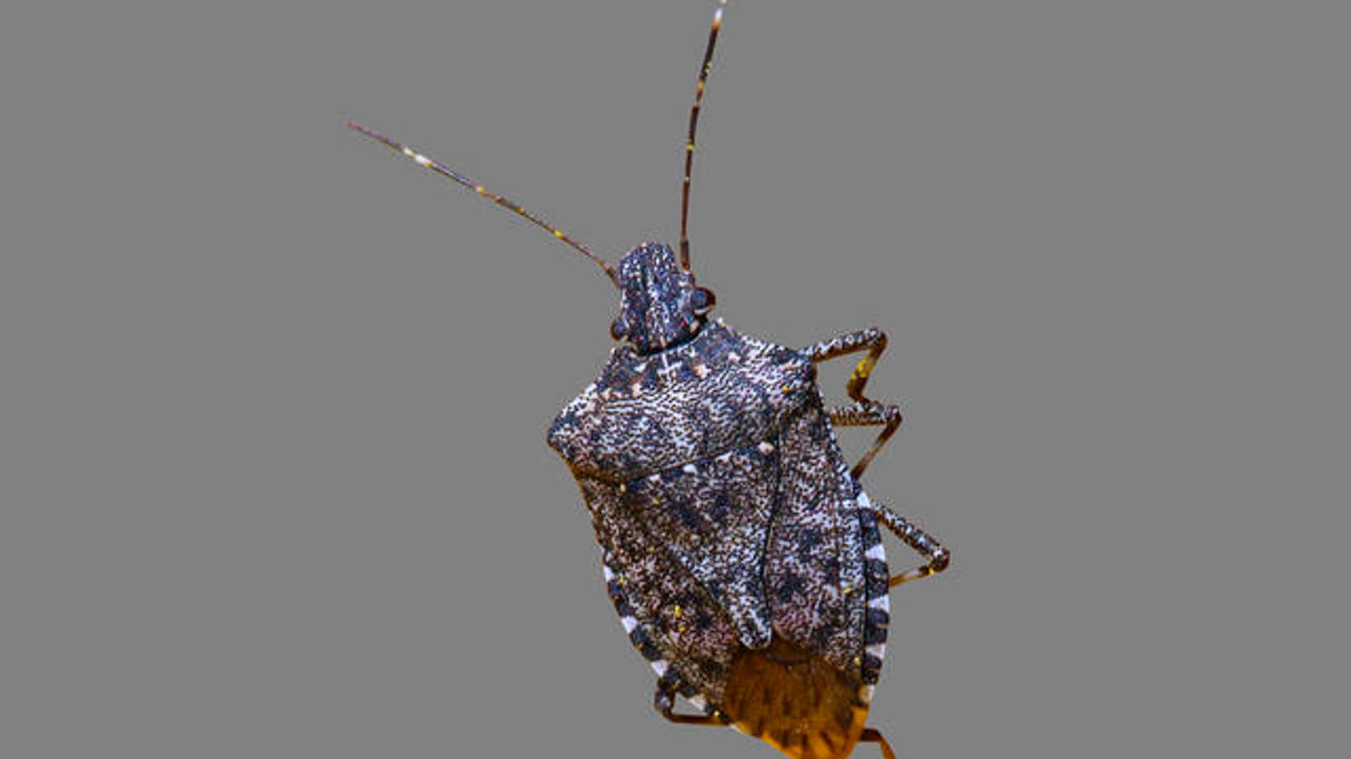 stinkbug