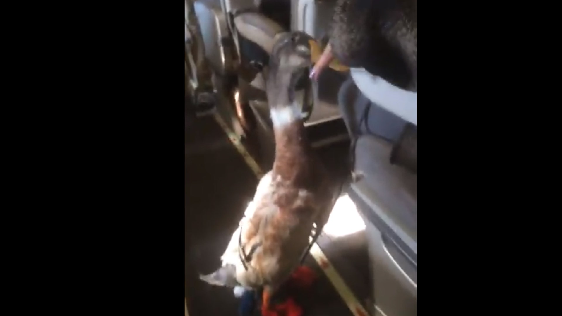 Support Duck 'Daniel'