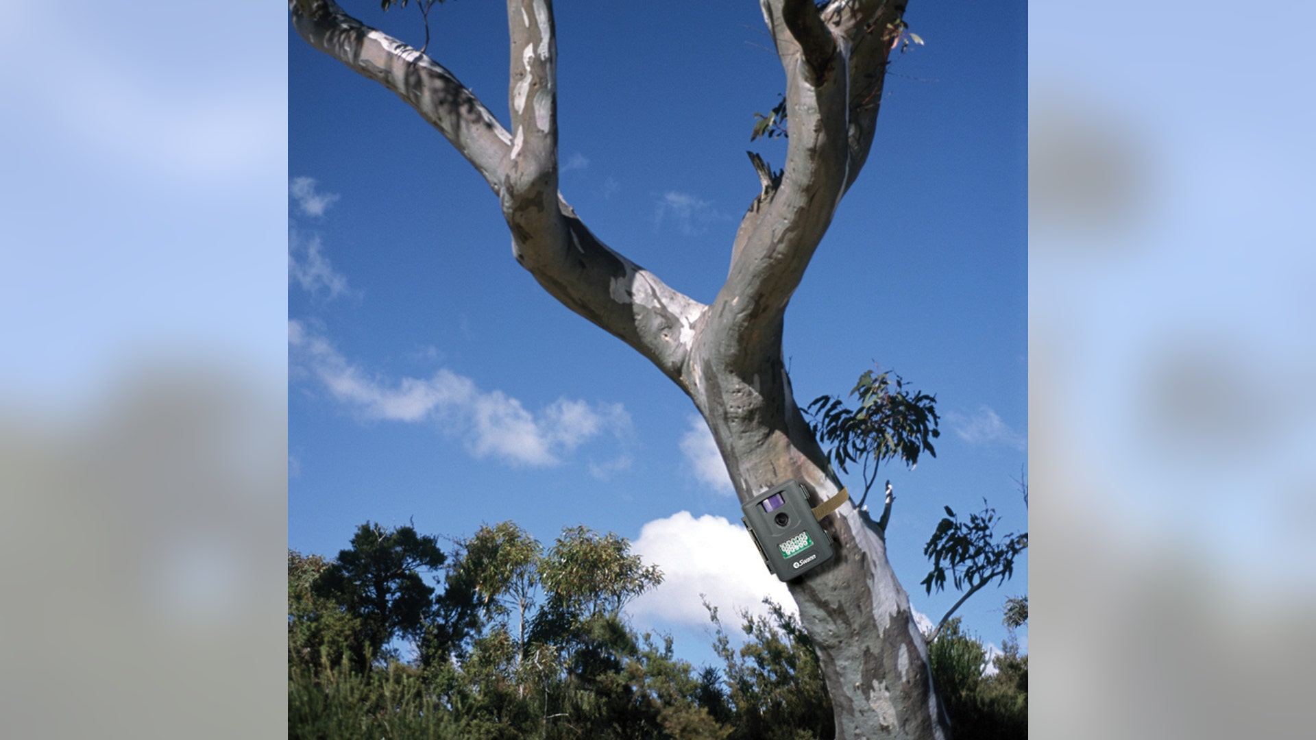 Swann OutbackCam, $150