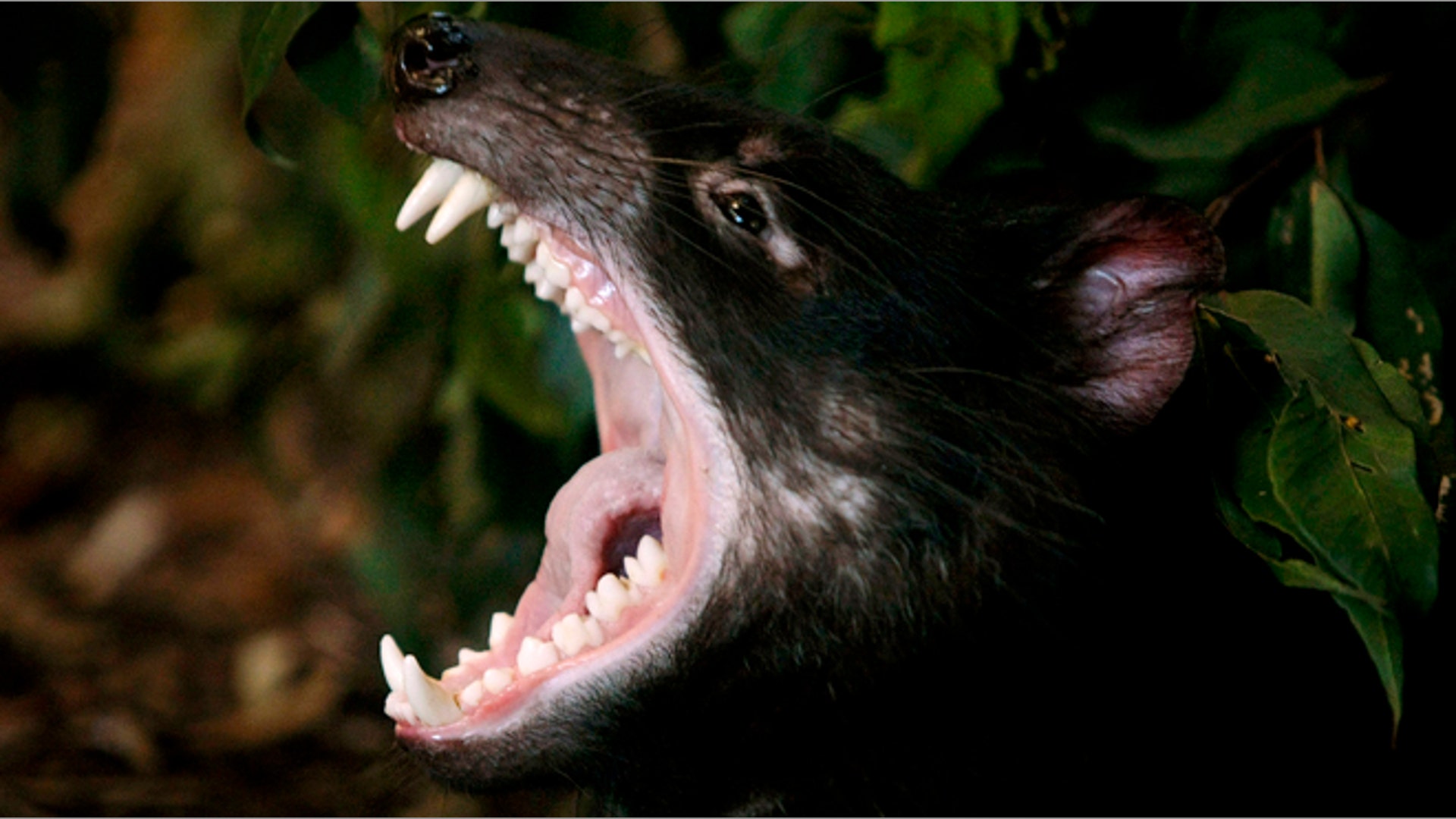 tasmaniandevil