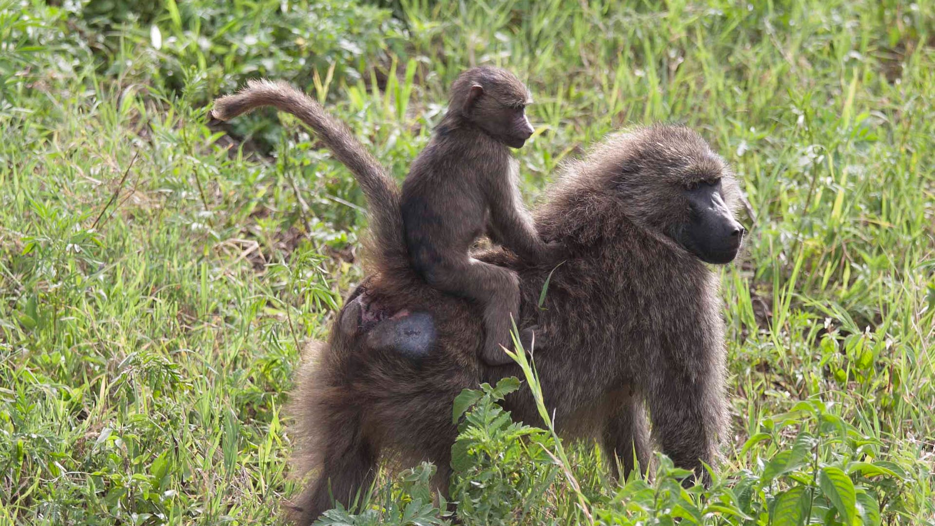 Tarangire National Park, Tanzania