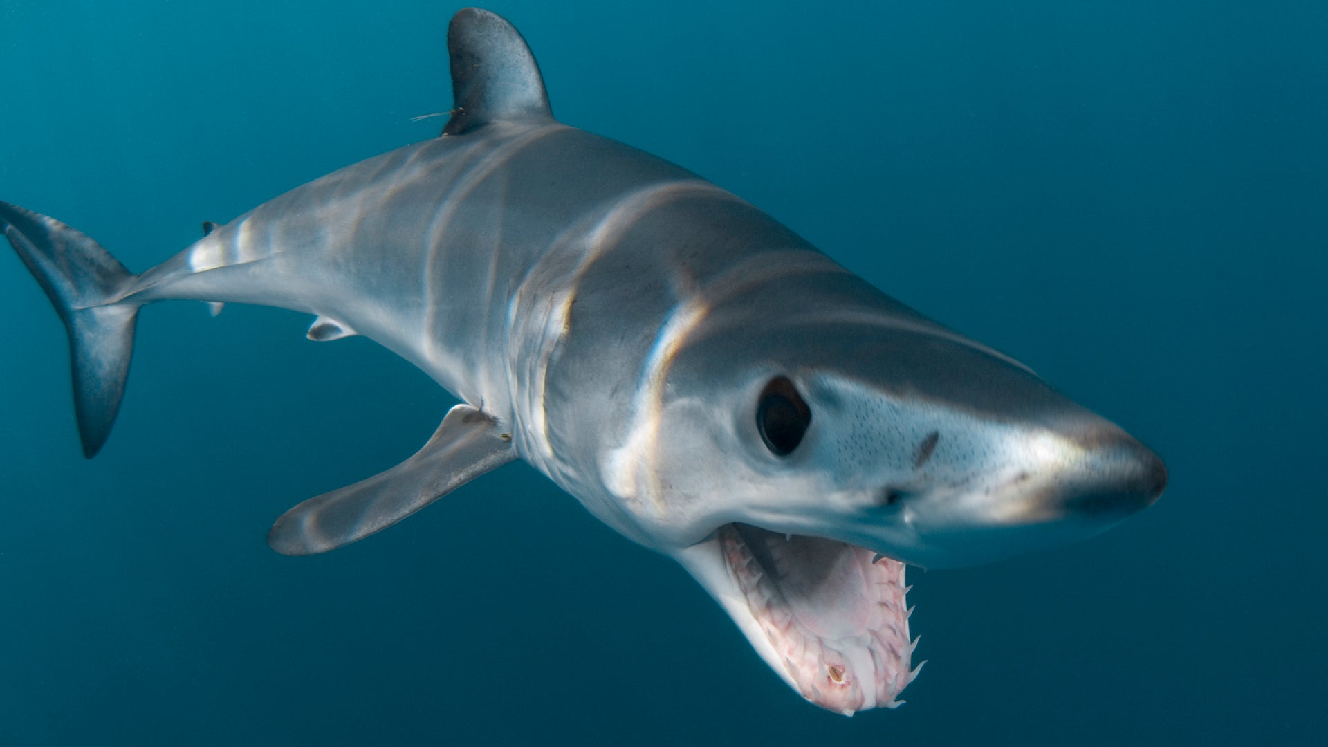 Shortfin Mako Shark