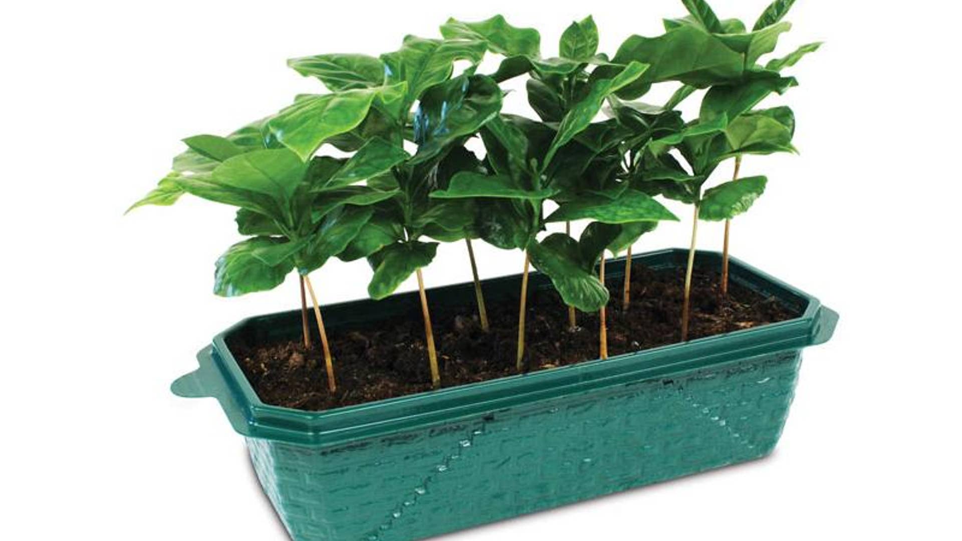 Grow Your Own Coffee Kit