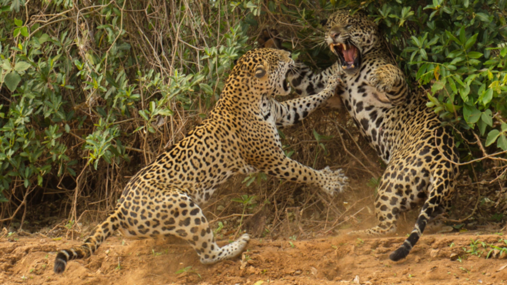 Против леопардов