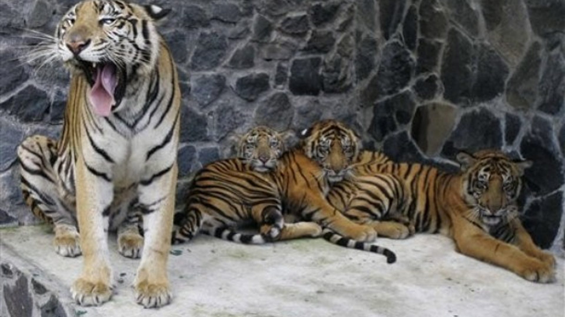 Ire of the Tiger