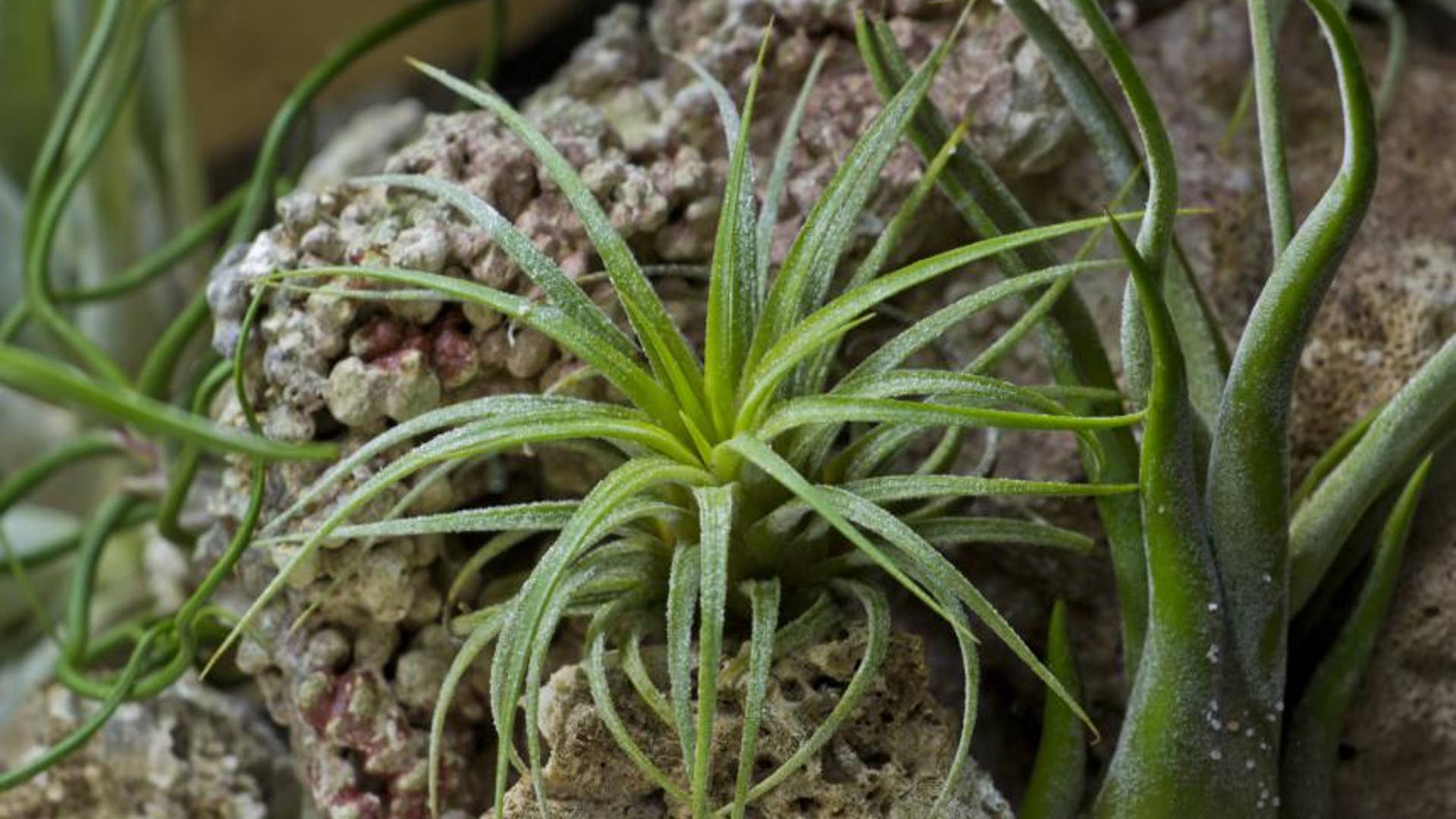 Air plant (Tillandsia ionantha)