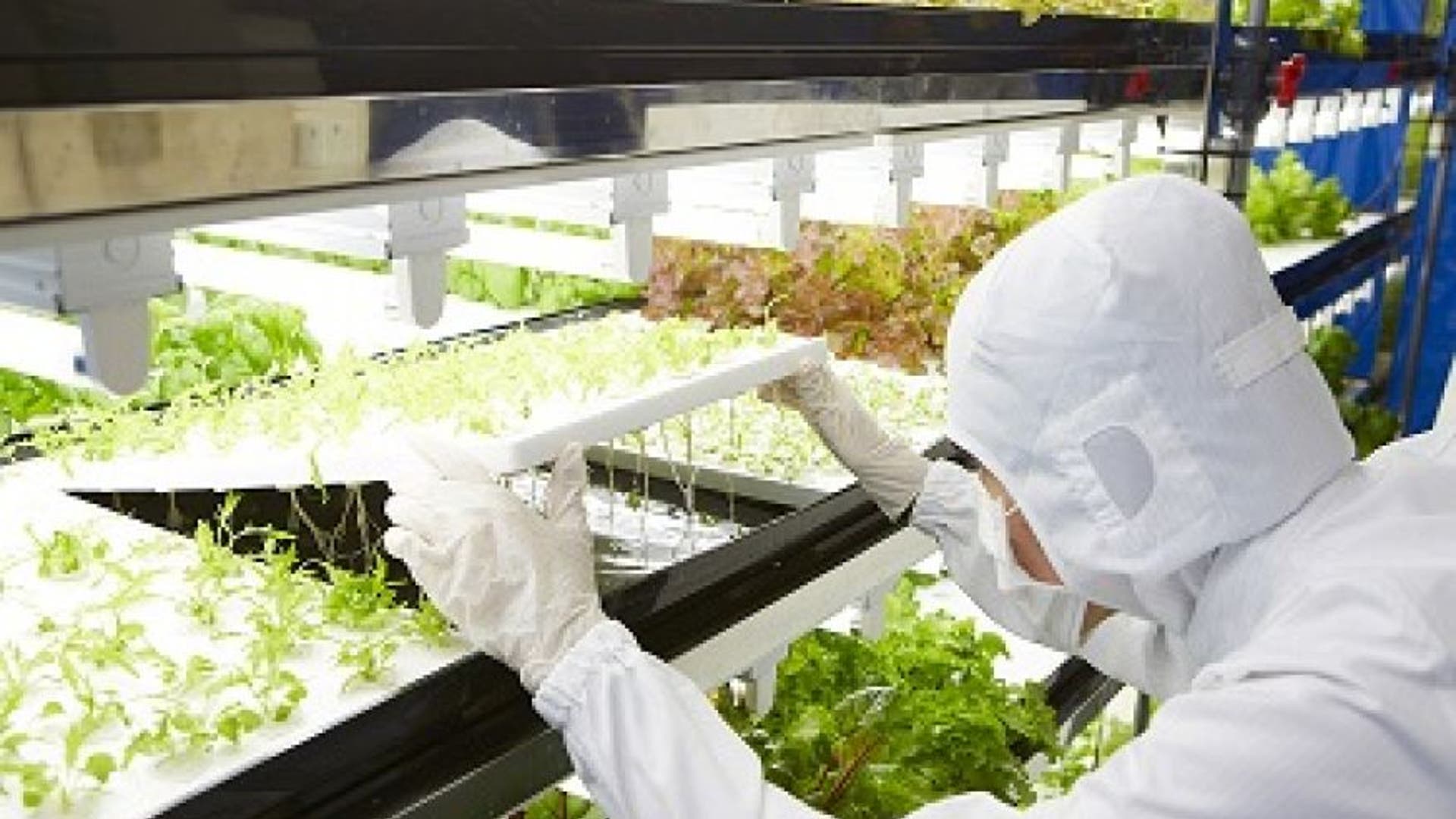 Baby lettuce from Toshiba