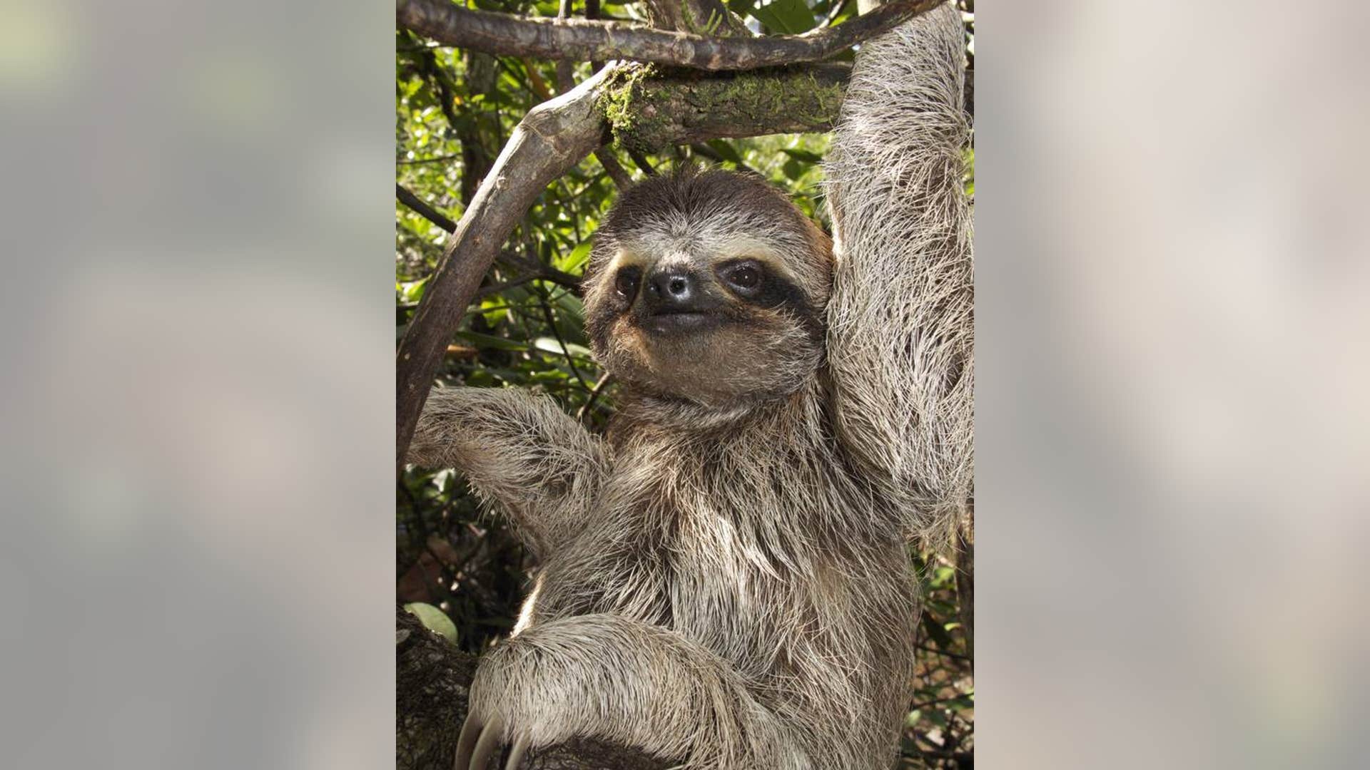 Tree Sloth