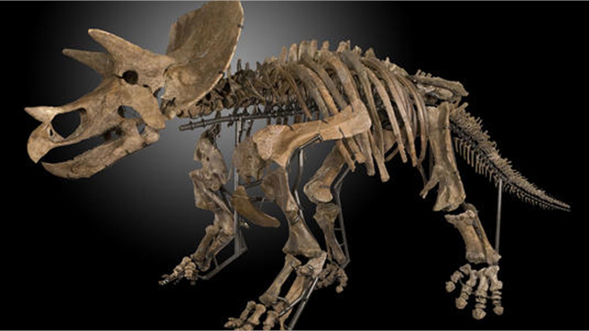 <b>Mounted Triceratops Skeleton</b>