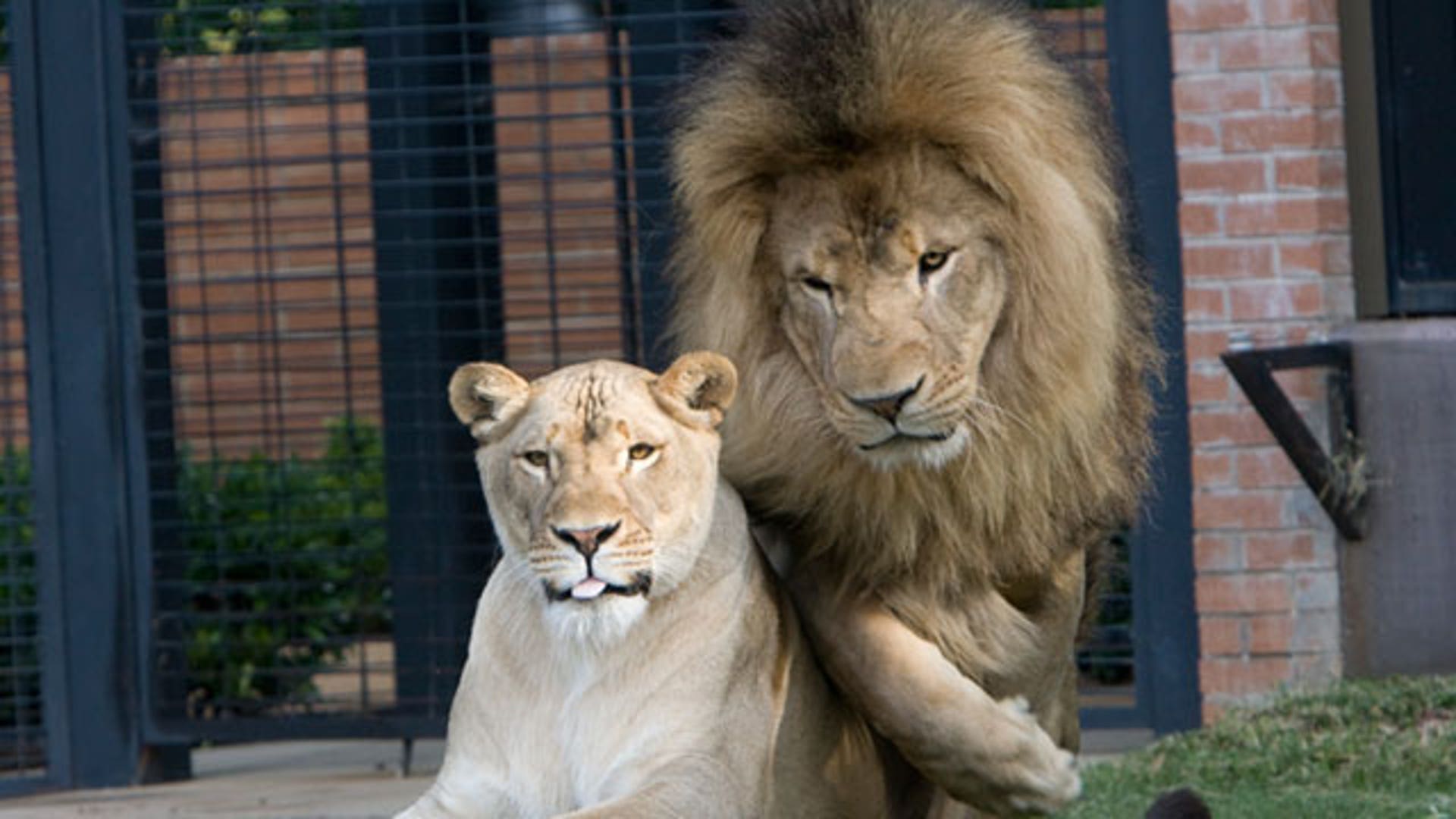 University of North Alabama 'Lion Pride'