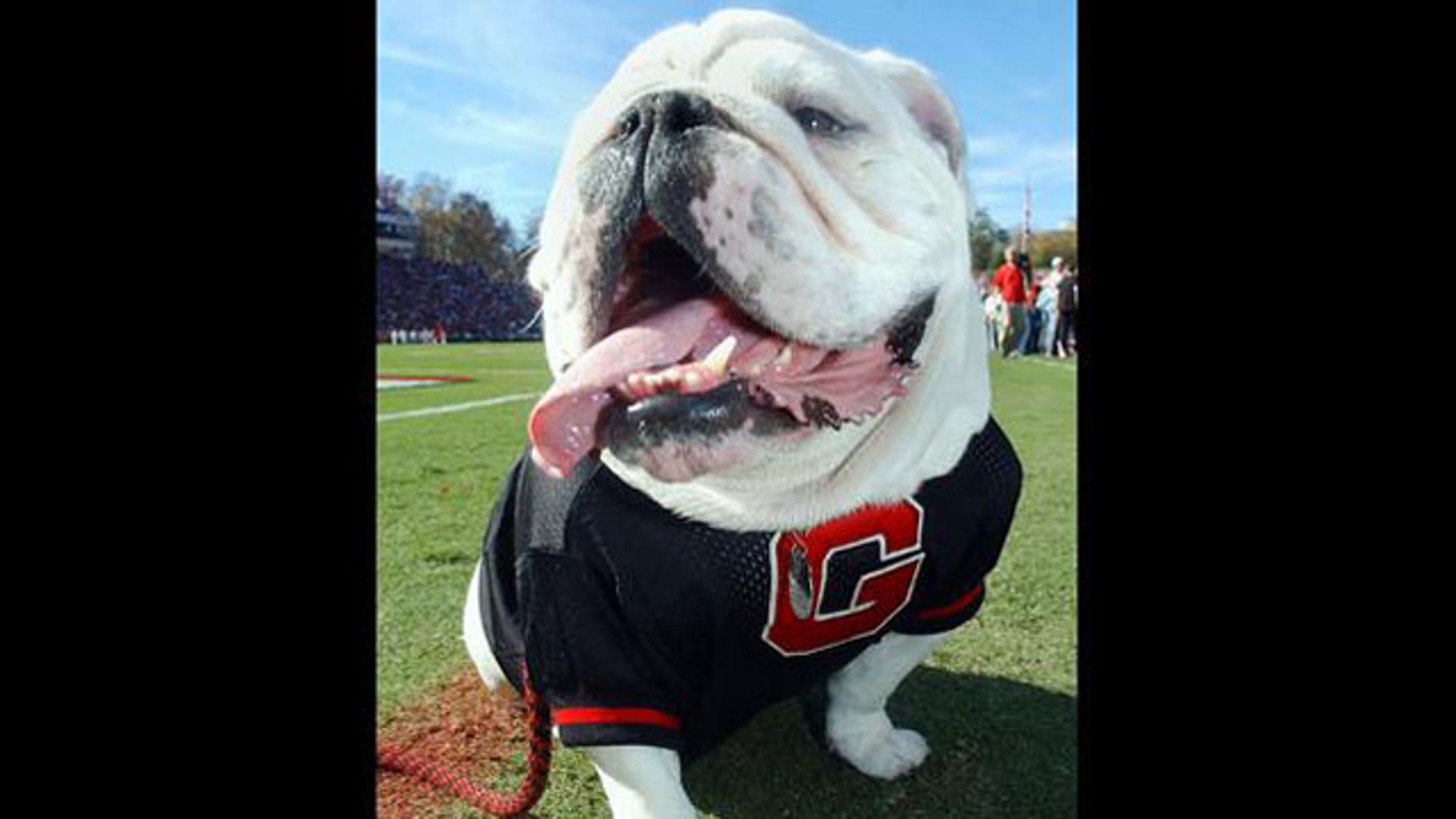University of Georgia Bulldogs