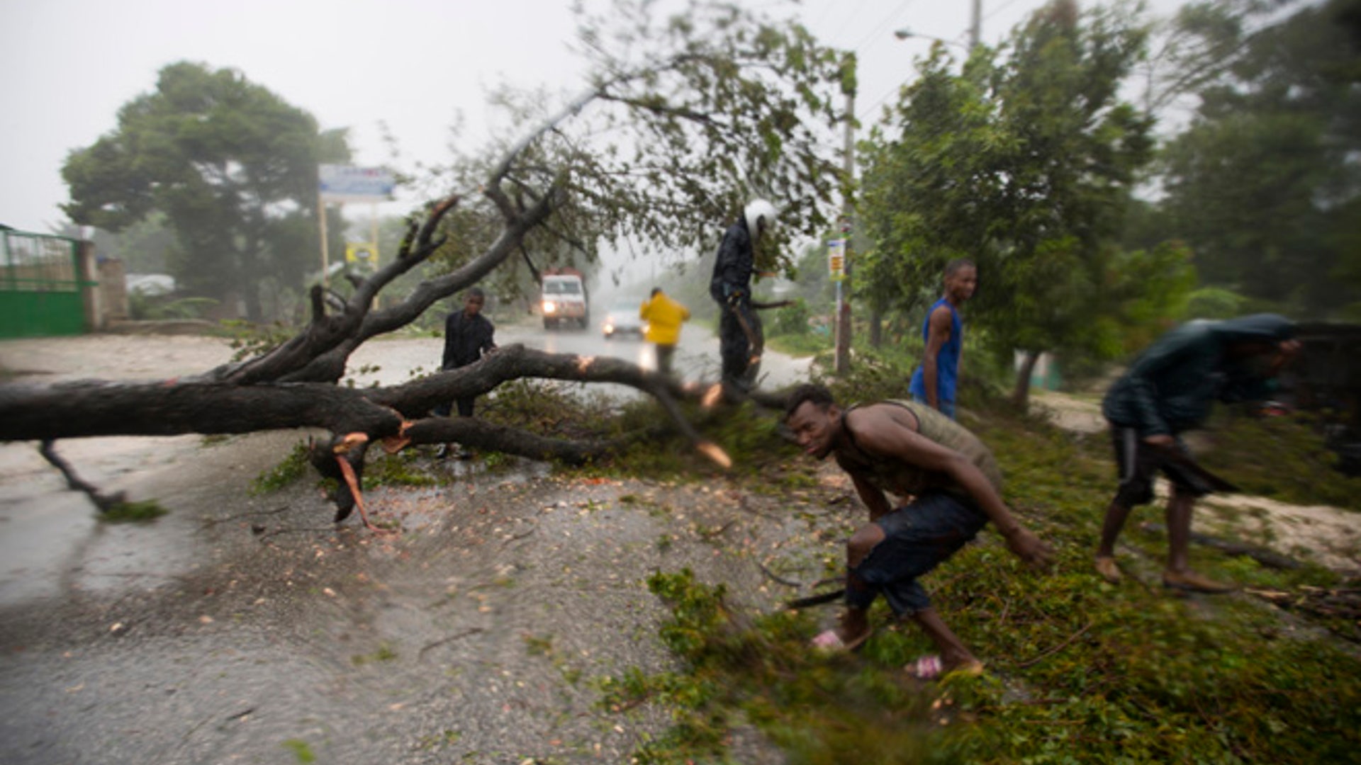 Uprooted tree due to Hurricane Matthew