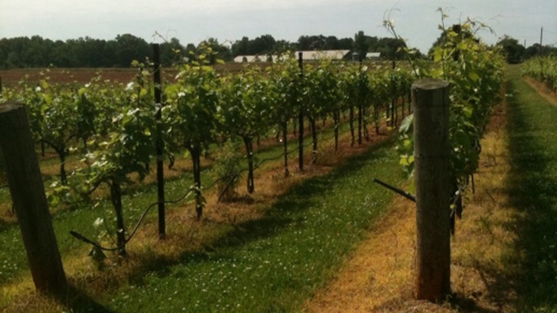 vineryard1