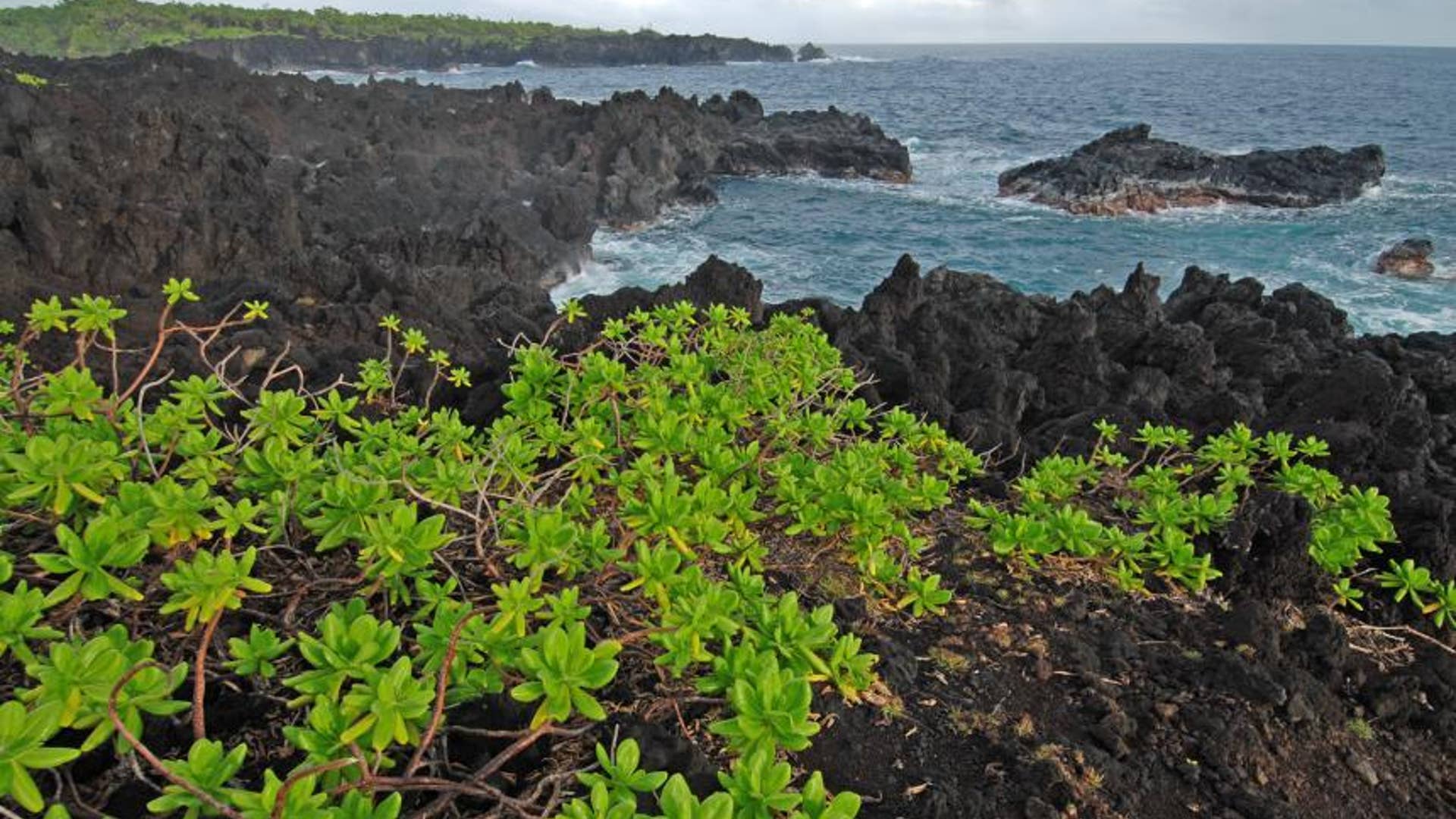 Waianapanapa State Park, Hana, Maui, H.I.