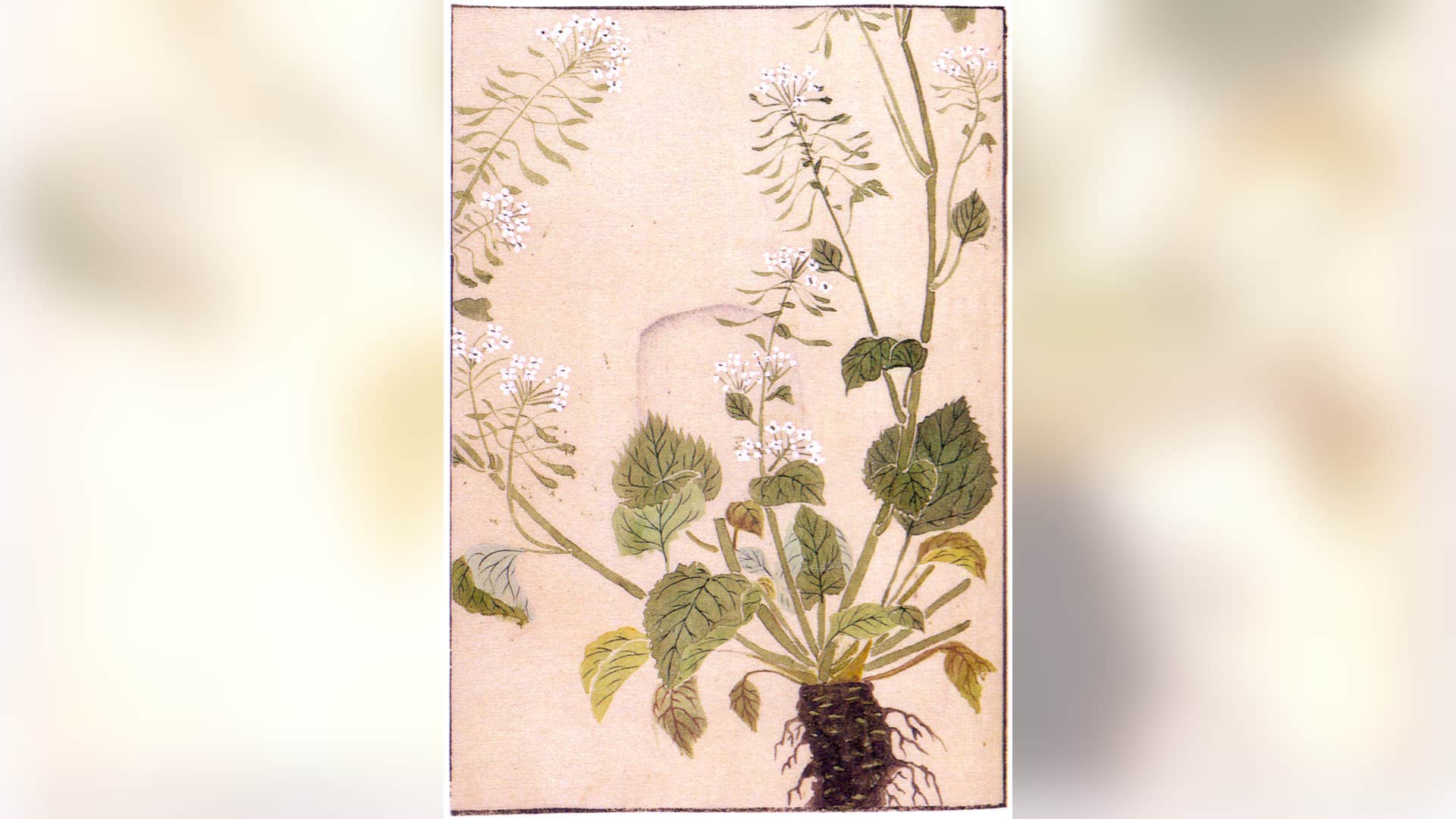 Chemistry Prize 2011: Wasabi