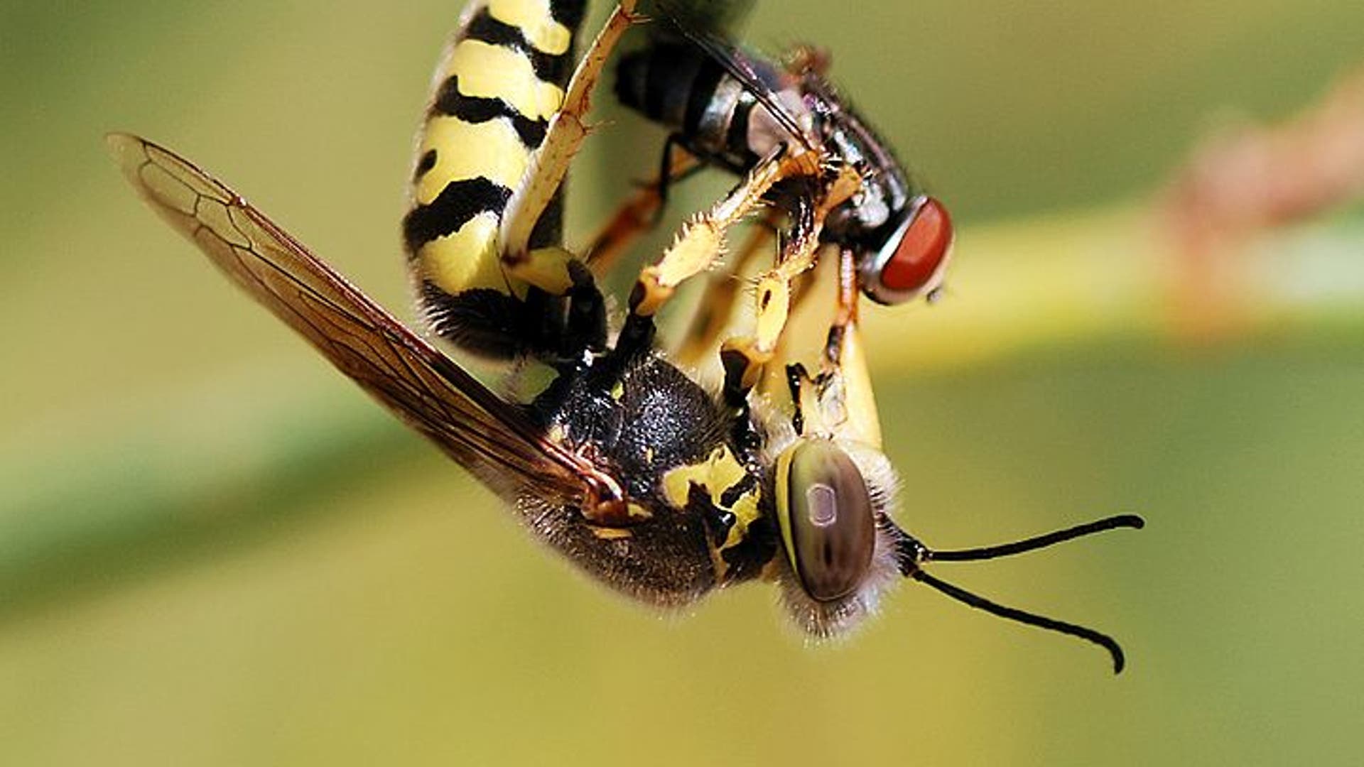 Wasp Sting Pussy